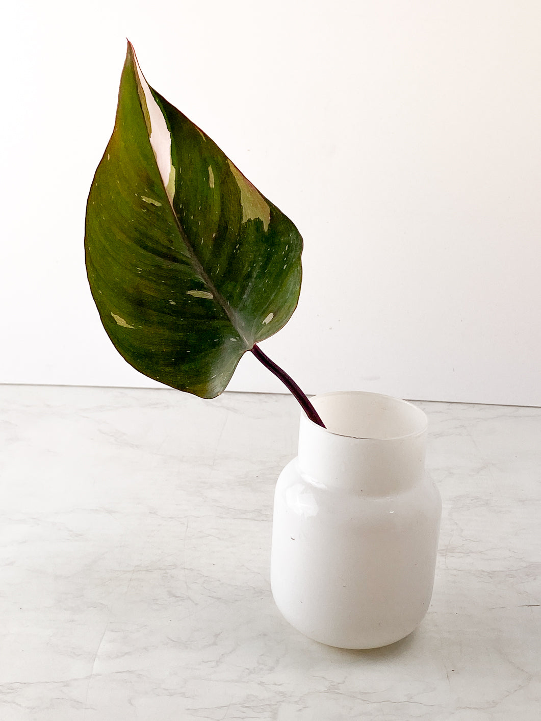 Philodendron Red Anderson 1 leaf slightly rooted in water