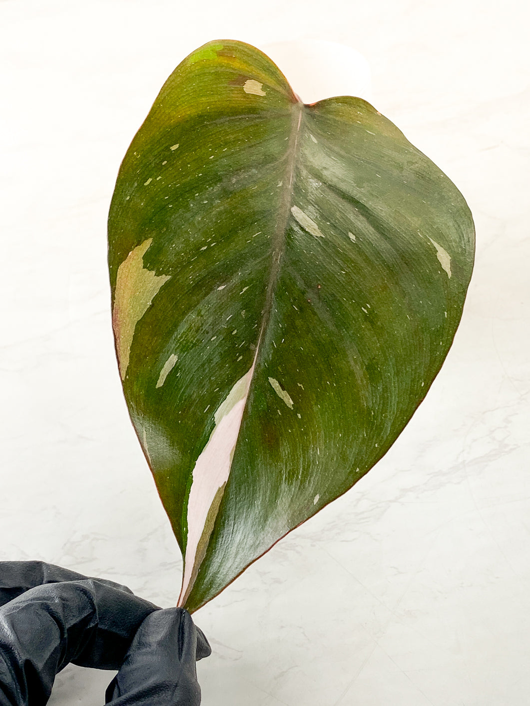 Philodendron Red Anderson 1 leaf slightly rooted in water