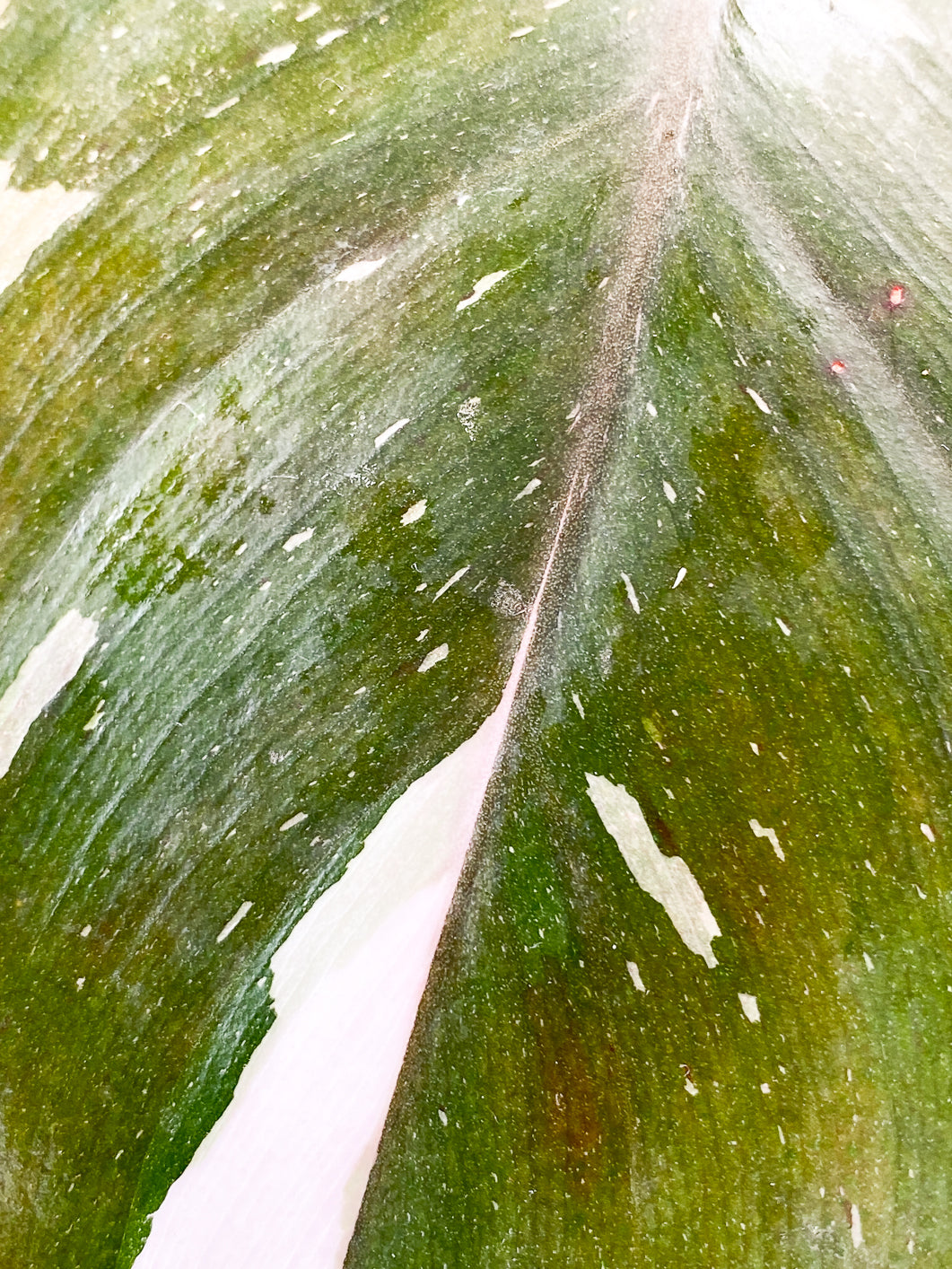 Philodendron Red Anderson 1 leaf slightly rooted in water