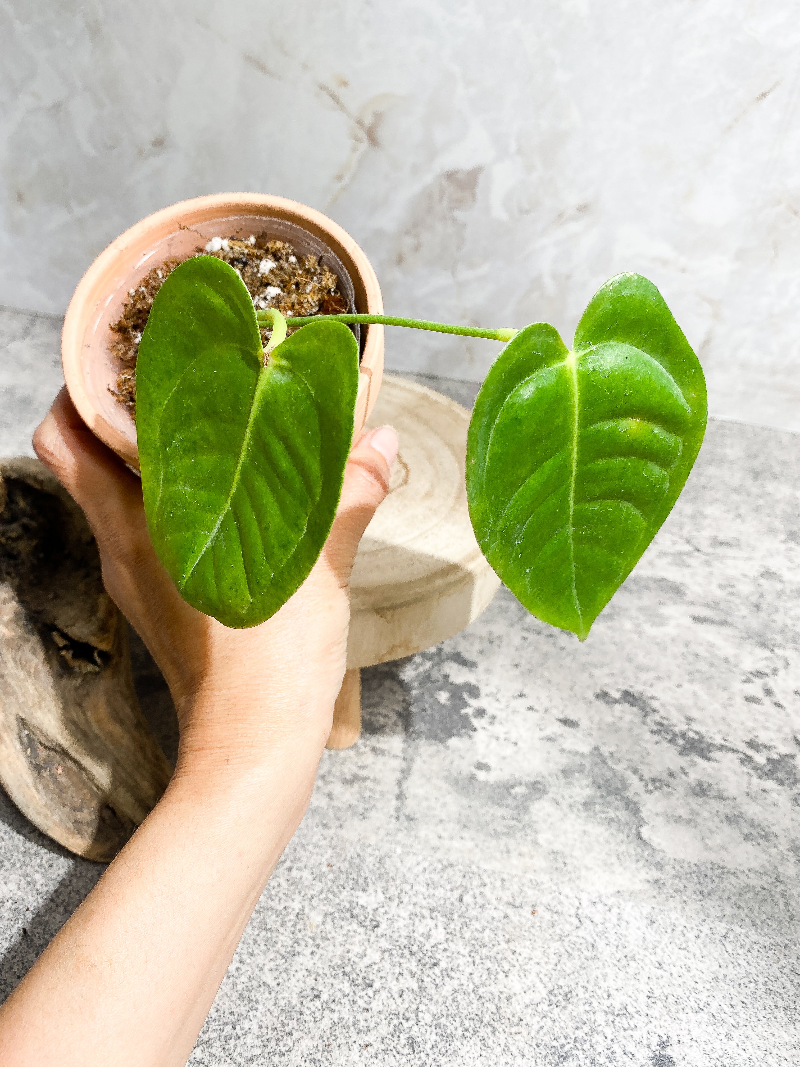 Anthurium veitchii king 2 leaves Slightly Rooted