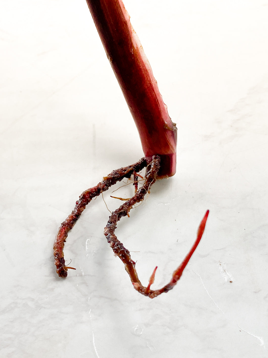 Philodendron Red Anderson 1 leaf slightly rooted in water