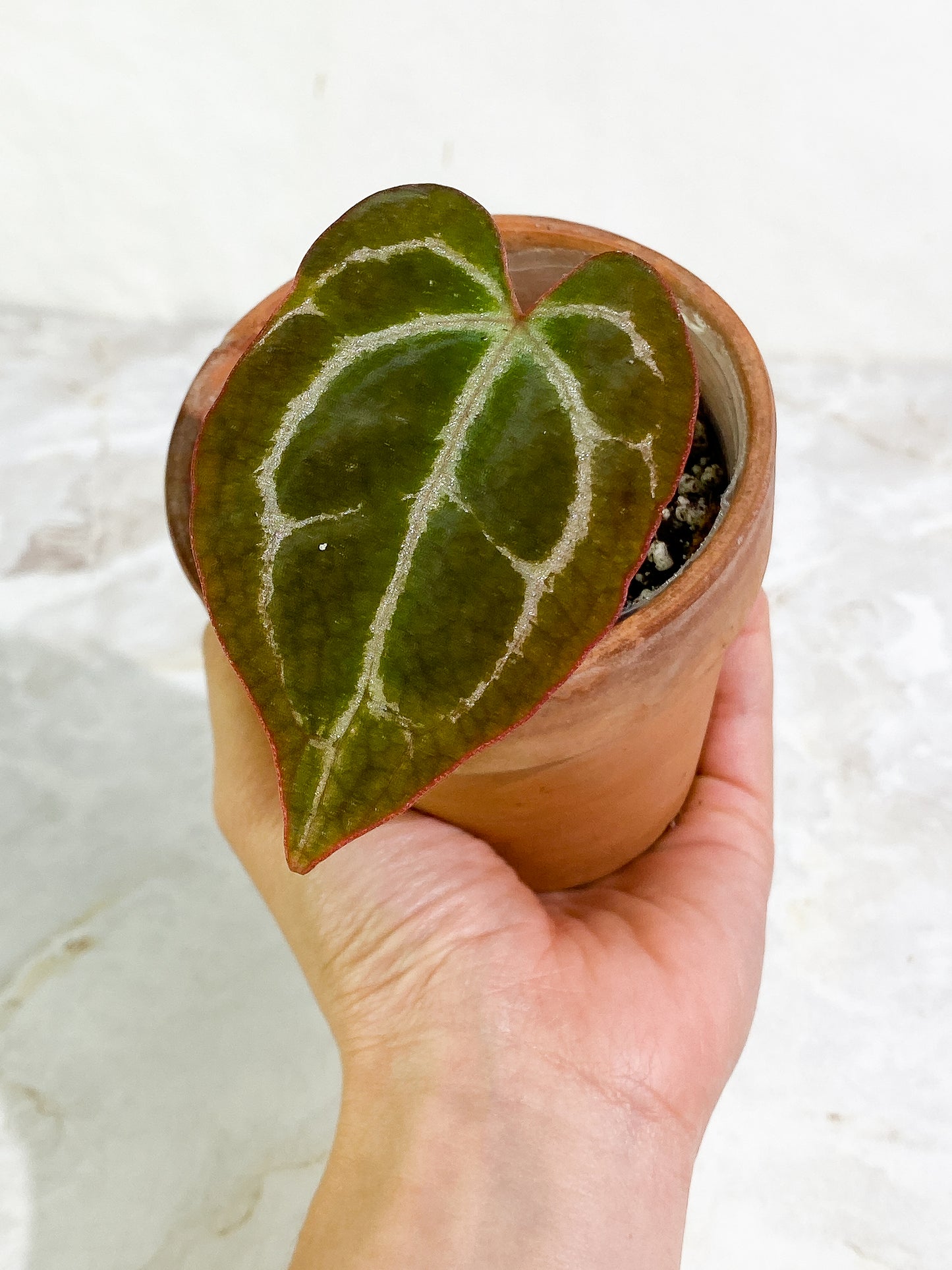 Anthurium Crystallinum 1 leaf Rooted