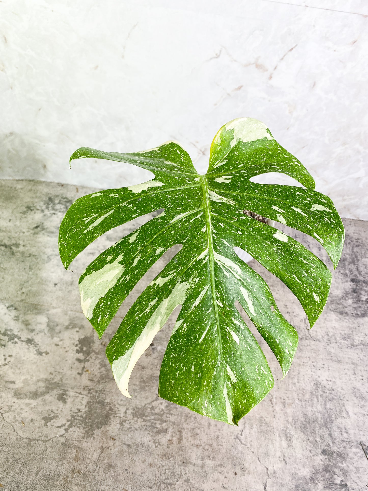 Monstera Thai Constellation 1 leaf fully rooted