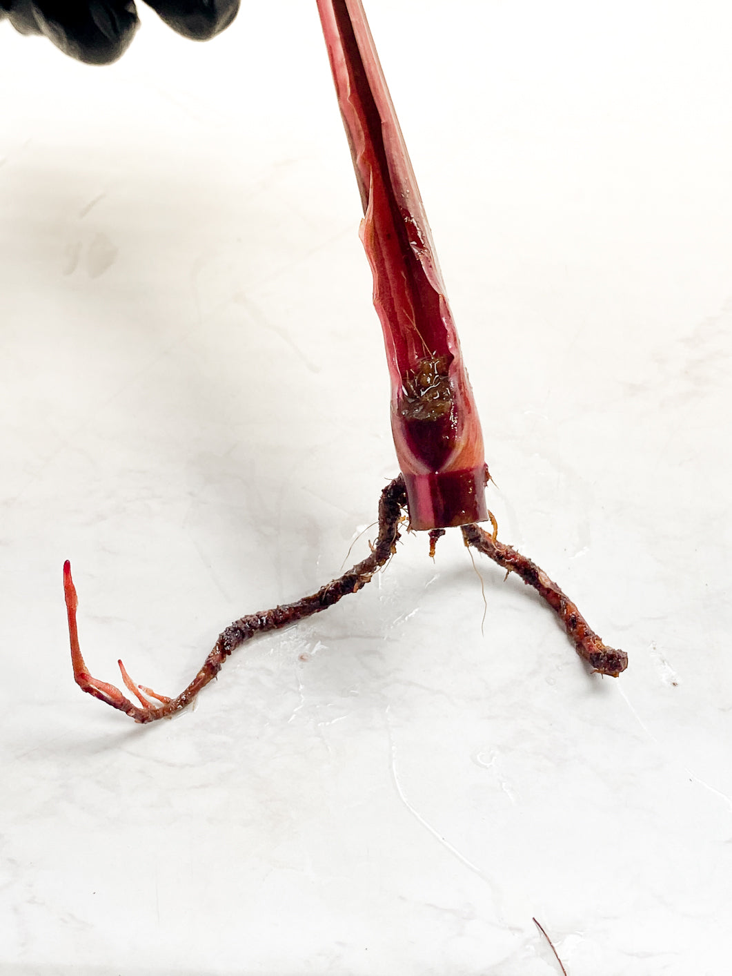 Philodendron Red Anderson 1 leaf slightly rooted in water