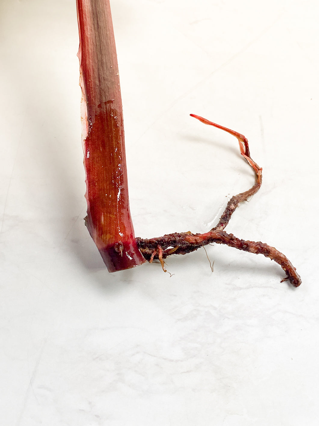 Philodendron Red Anderson 1 leaf slightly rooted in water