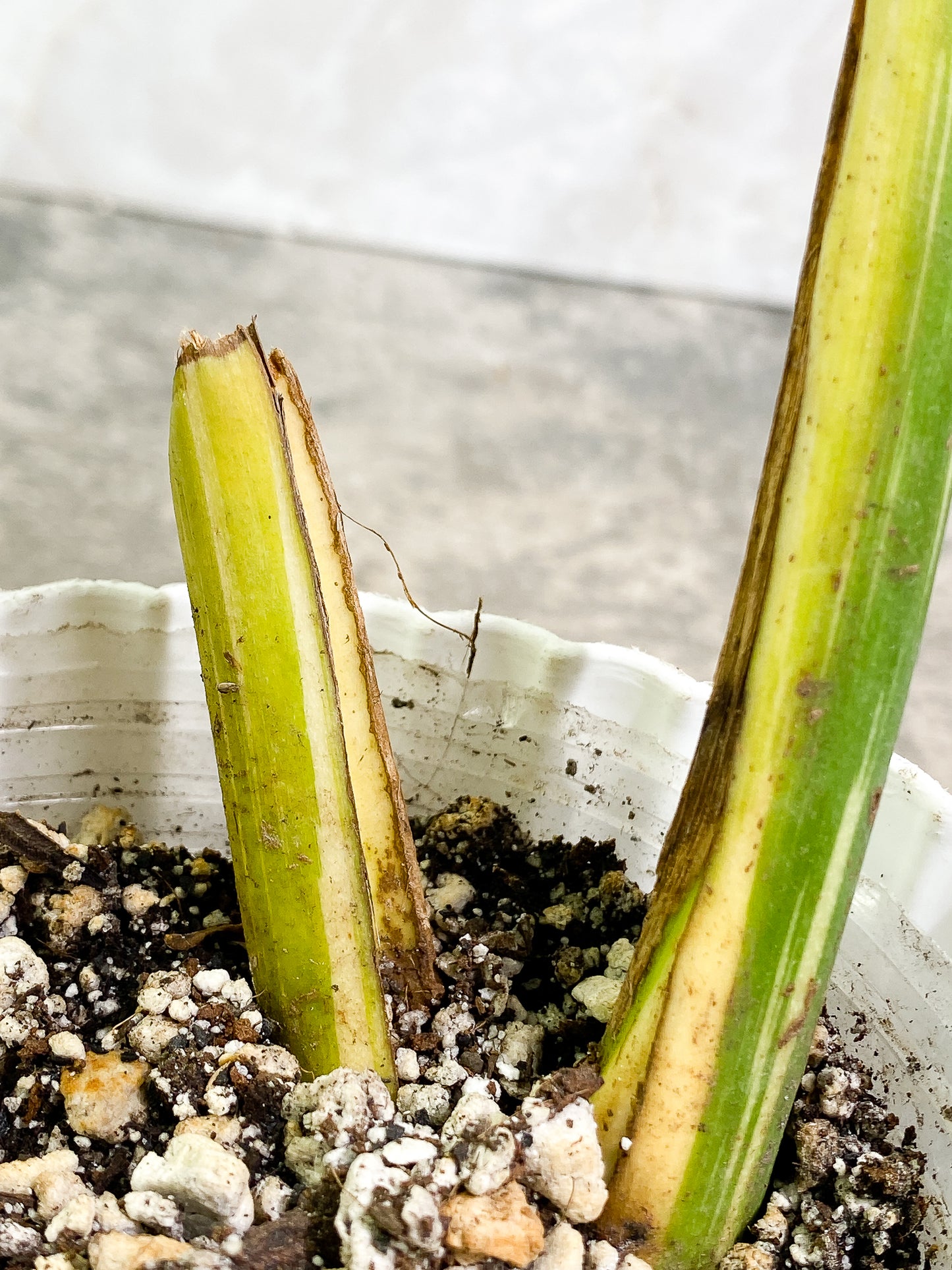 Monstera Thai Constellation 1 leaf fully rooted