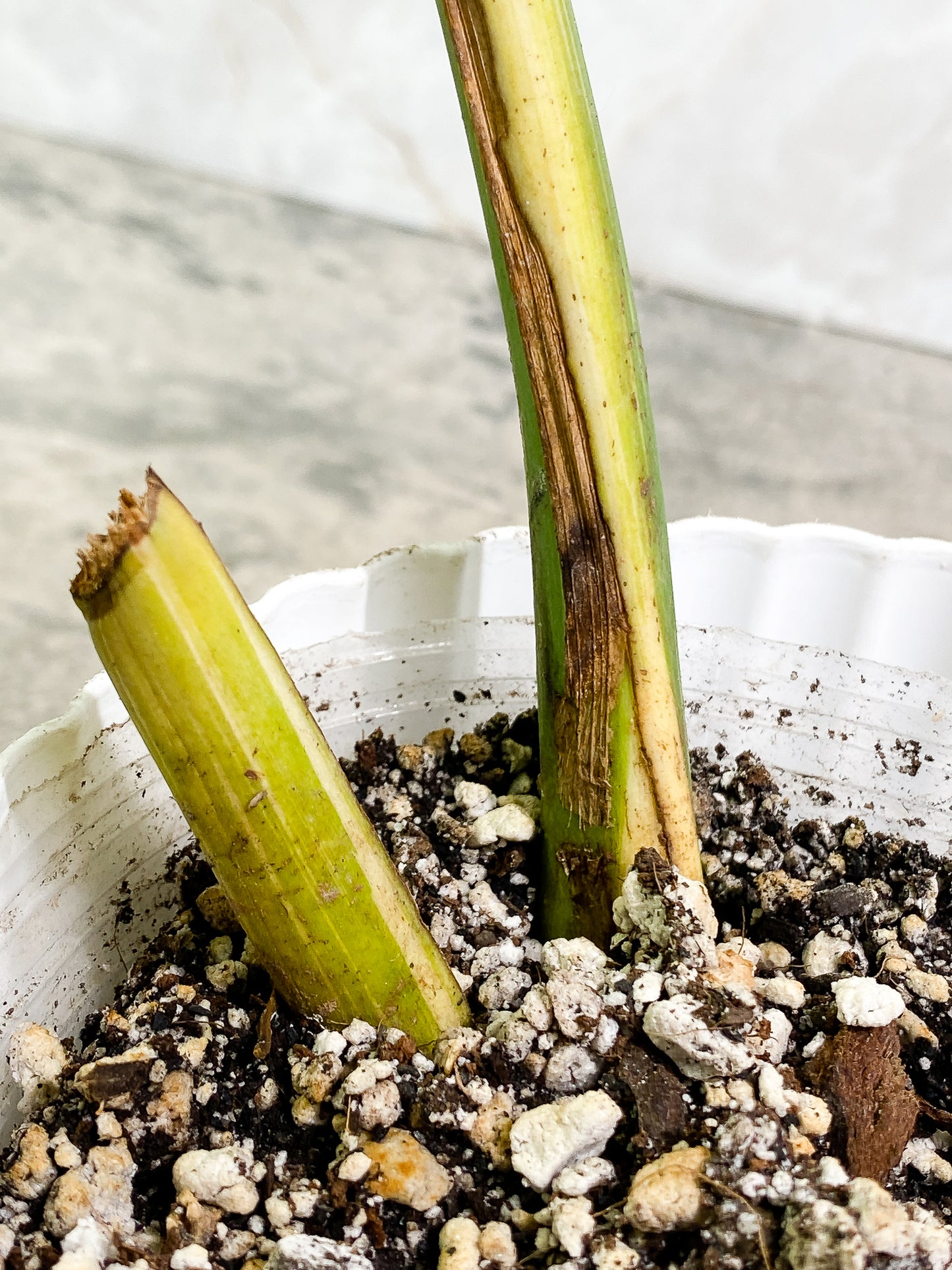 Monstera Thai Constellation 1 leaf fully rooted
