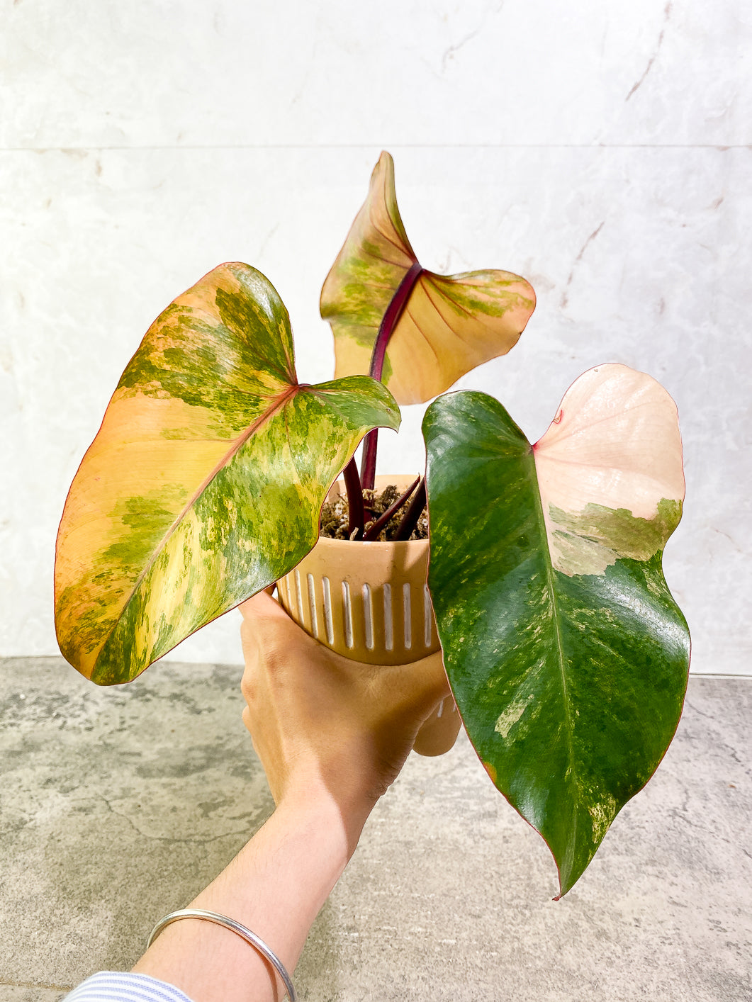 Philodendron Strawberry Shake rooted shops cuttings