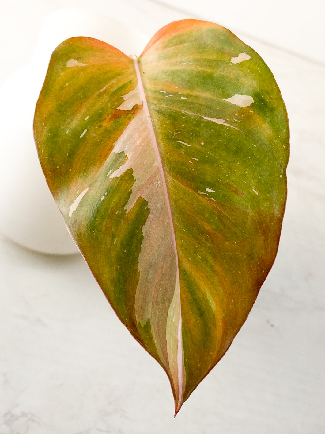 Philodendron Red Anderson 1 leaf rooting in water