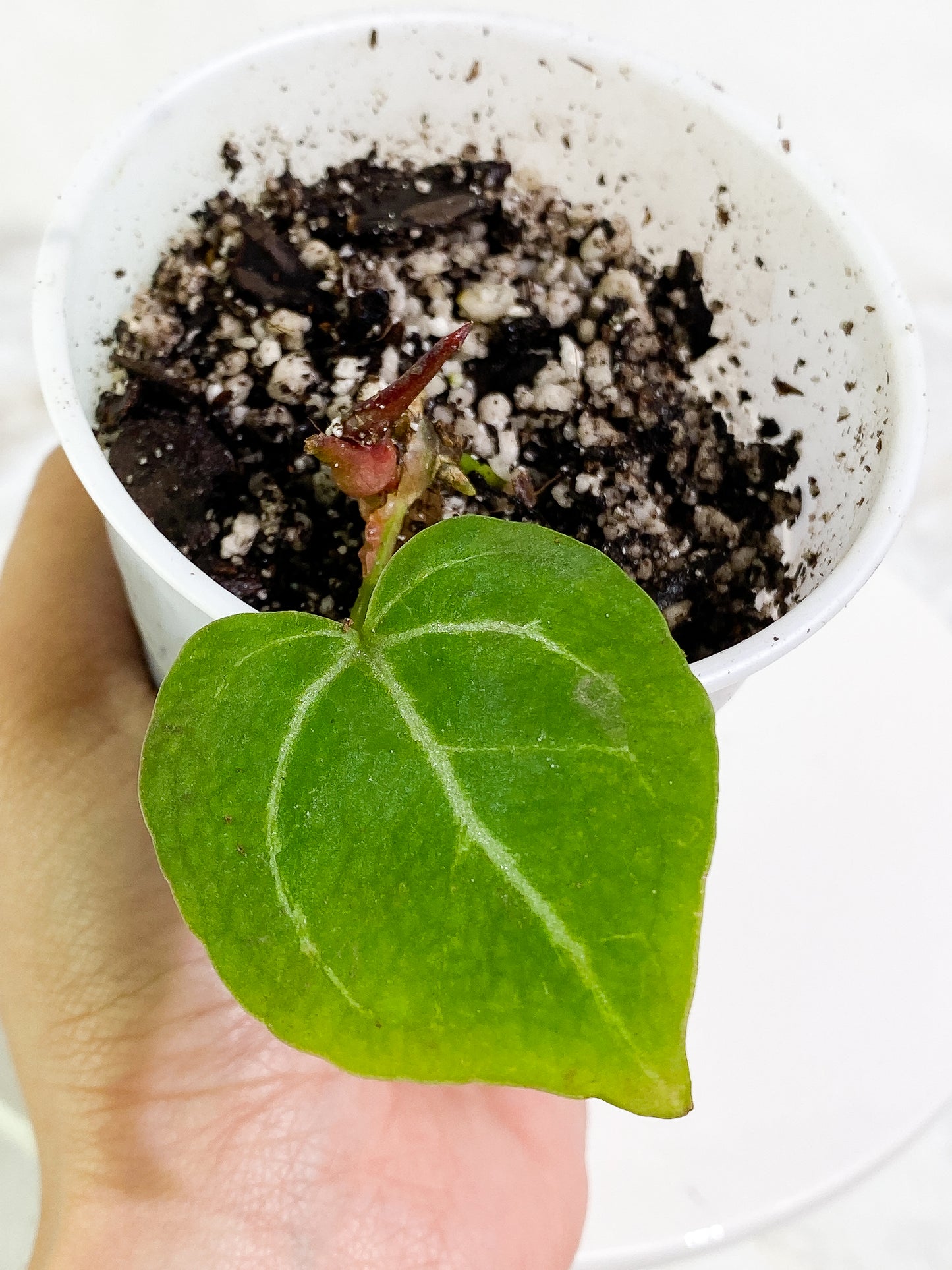 Anthurium Crystallinum 1 baby leaf 1 sprout Rooted