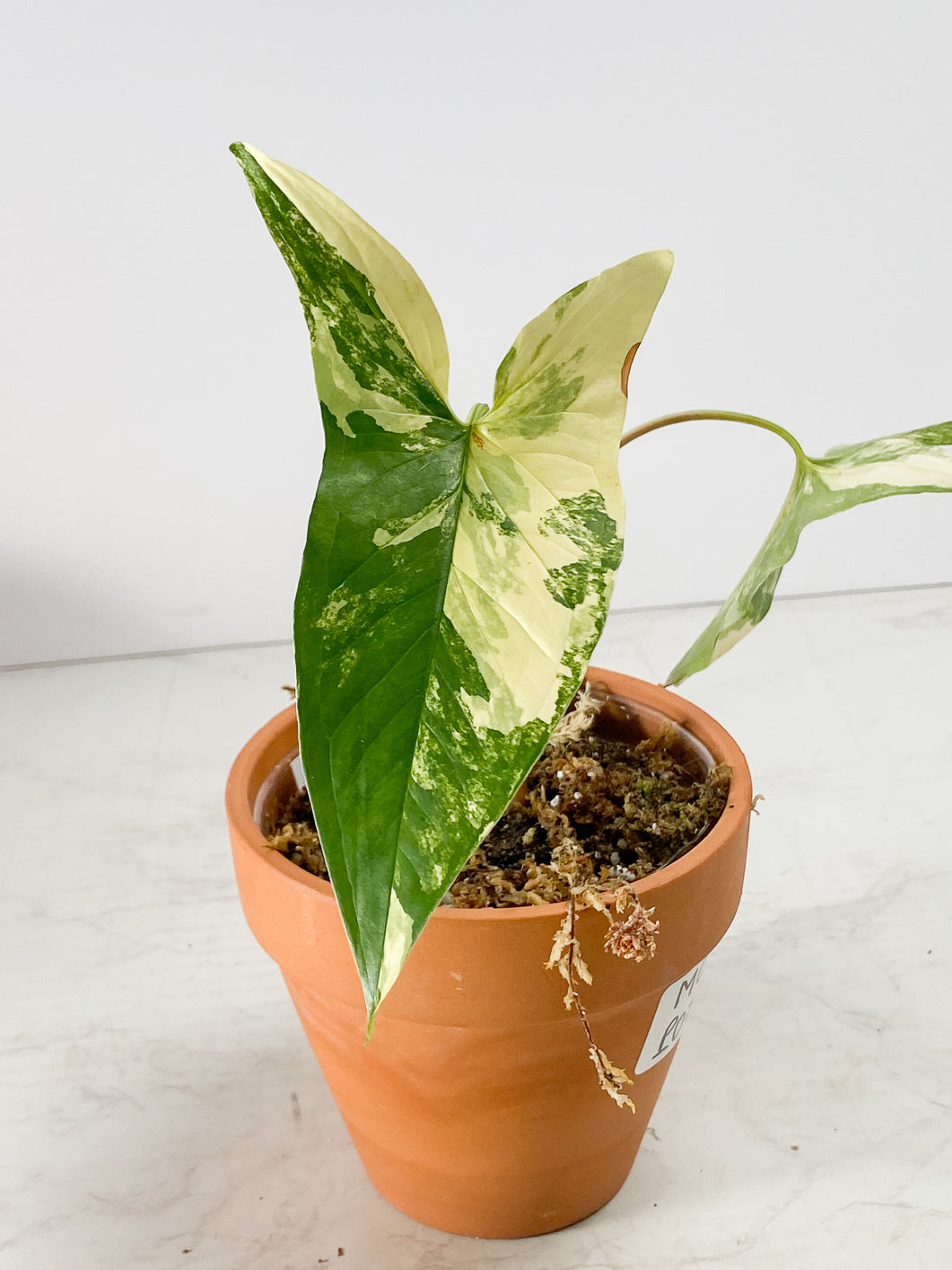 Syngonium Aurea Rooting 2 leaves 1 sprout Top Cutting