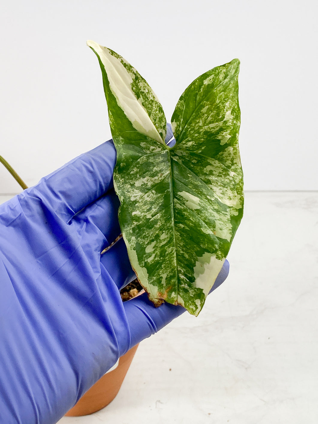 Syngonium Aurea Rooting 2 leaves 1 sprout Top Cutting