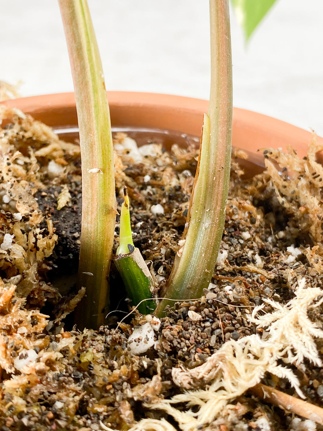 Syngonium Aurea Rooting 2 leaves 1 sprout Top Cutting