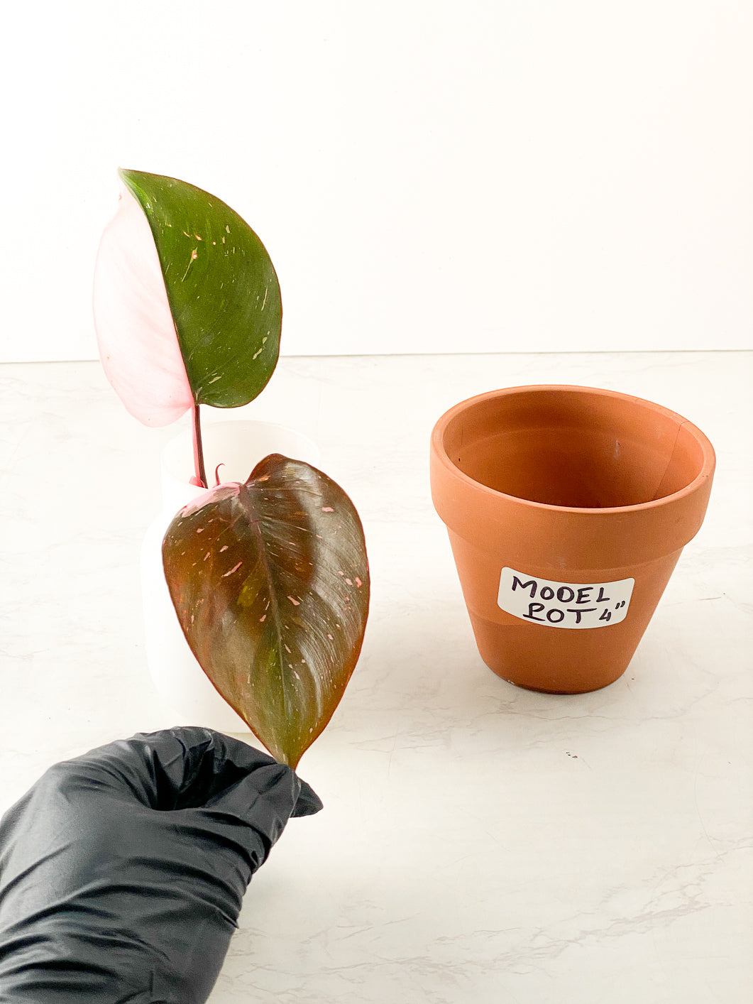 Philodendron Red Anderson 2 leaves 1 sprout top cutting rooting in water