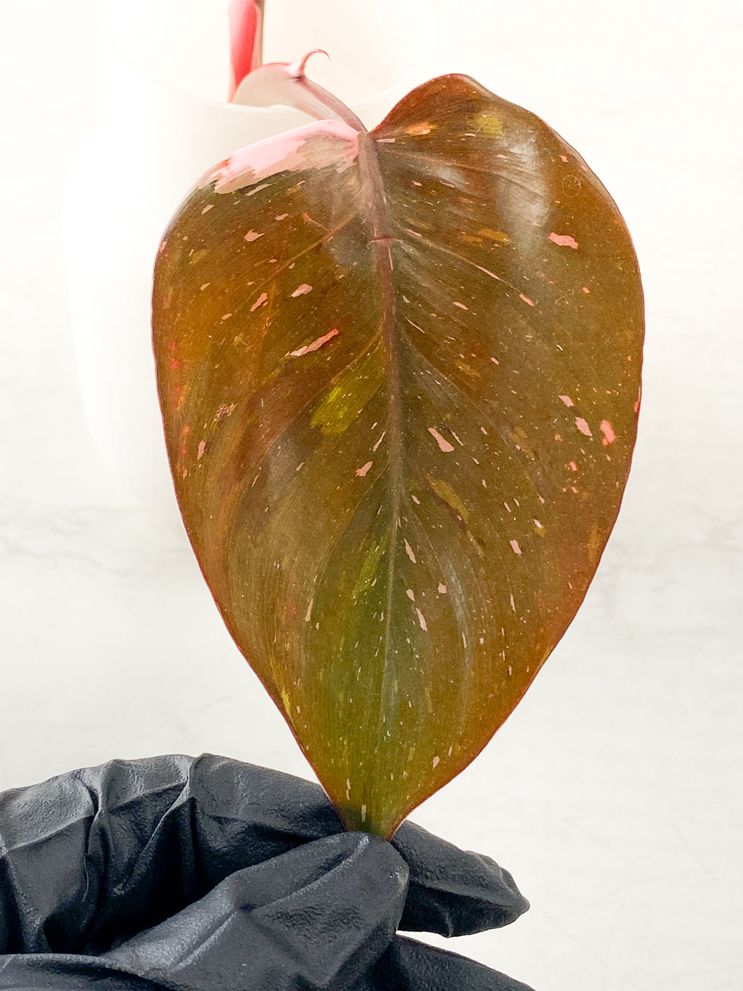 Philodendron Red Anderson 2 leaves 1 sprout top cutting rooting in water