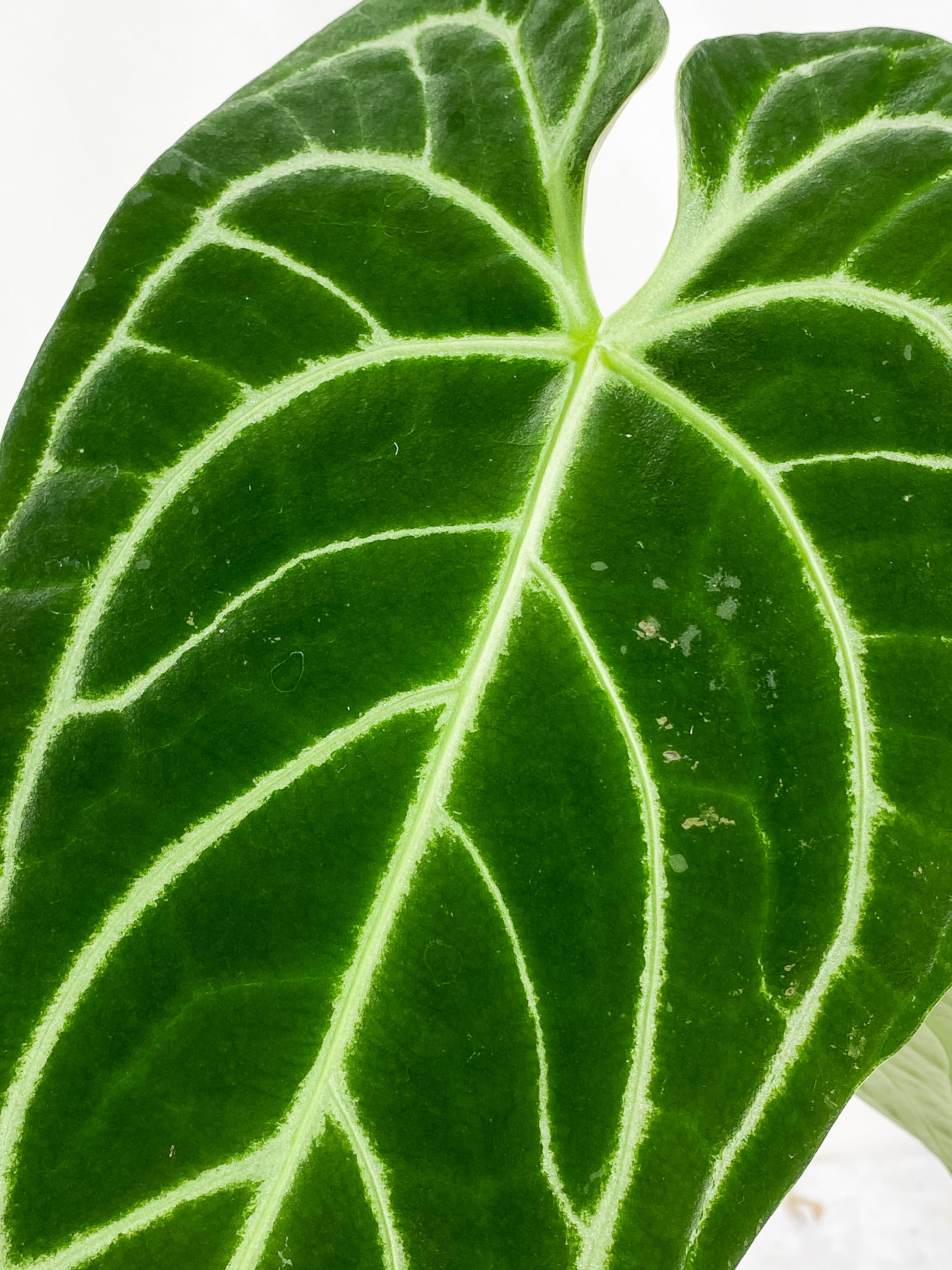 Anthurium regale dark and long form 2 leaves 1 sprout Rooted