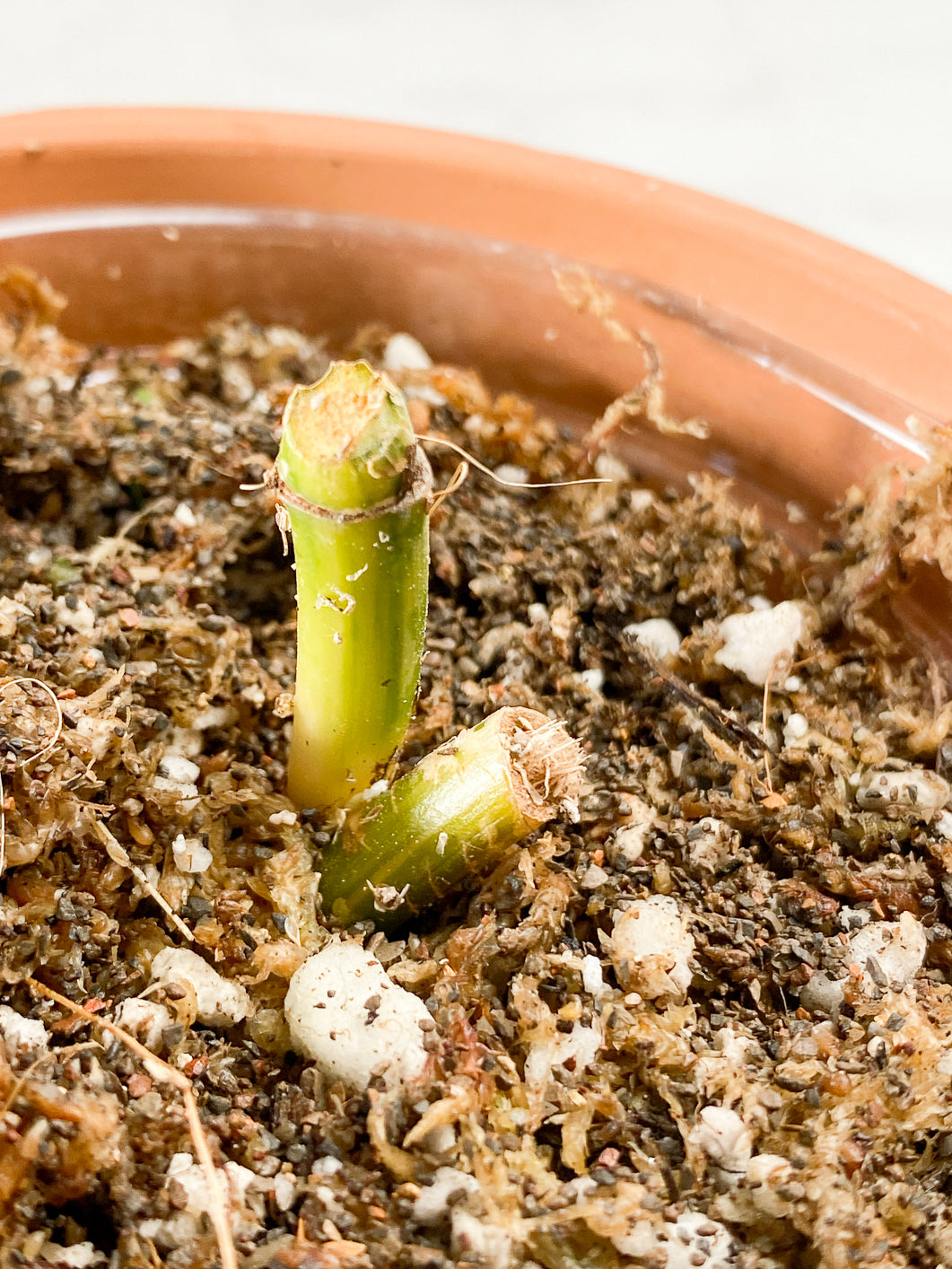 Syngonium Aurea Rooting Slightly Rooted node