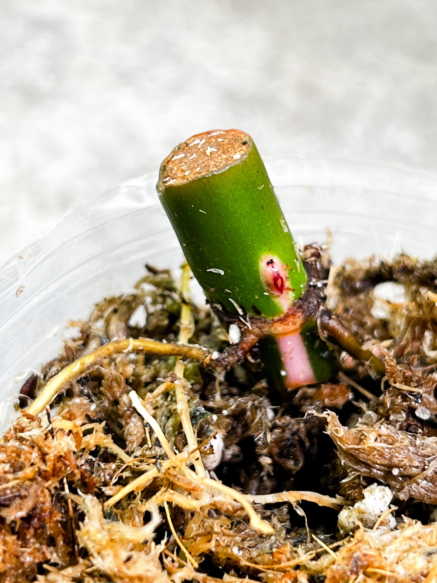 Grower Choice: Philodendron  White princess Tricolor node rooted. available 4