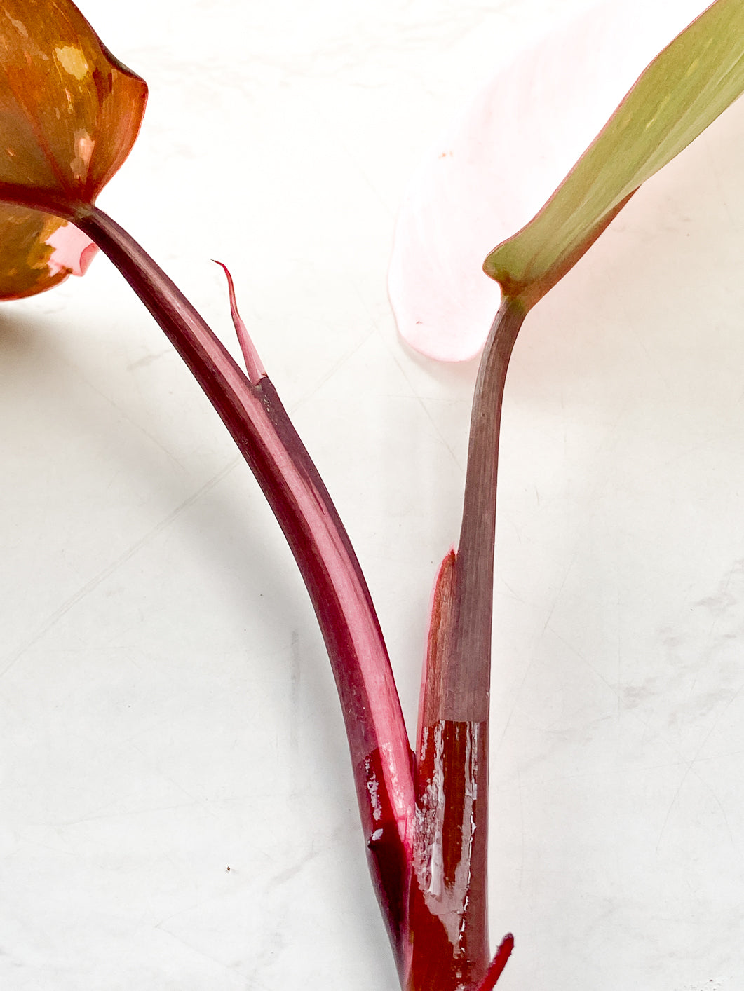 Philodendron Red Anderson 2 leaves 1 sprout top cutting rooting in water