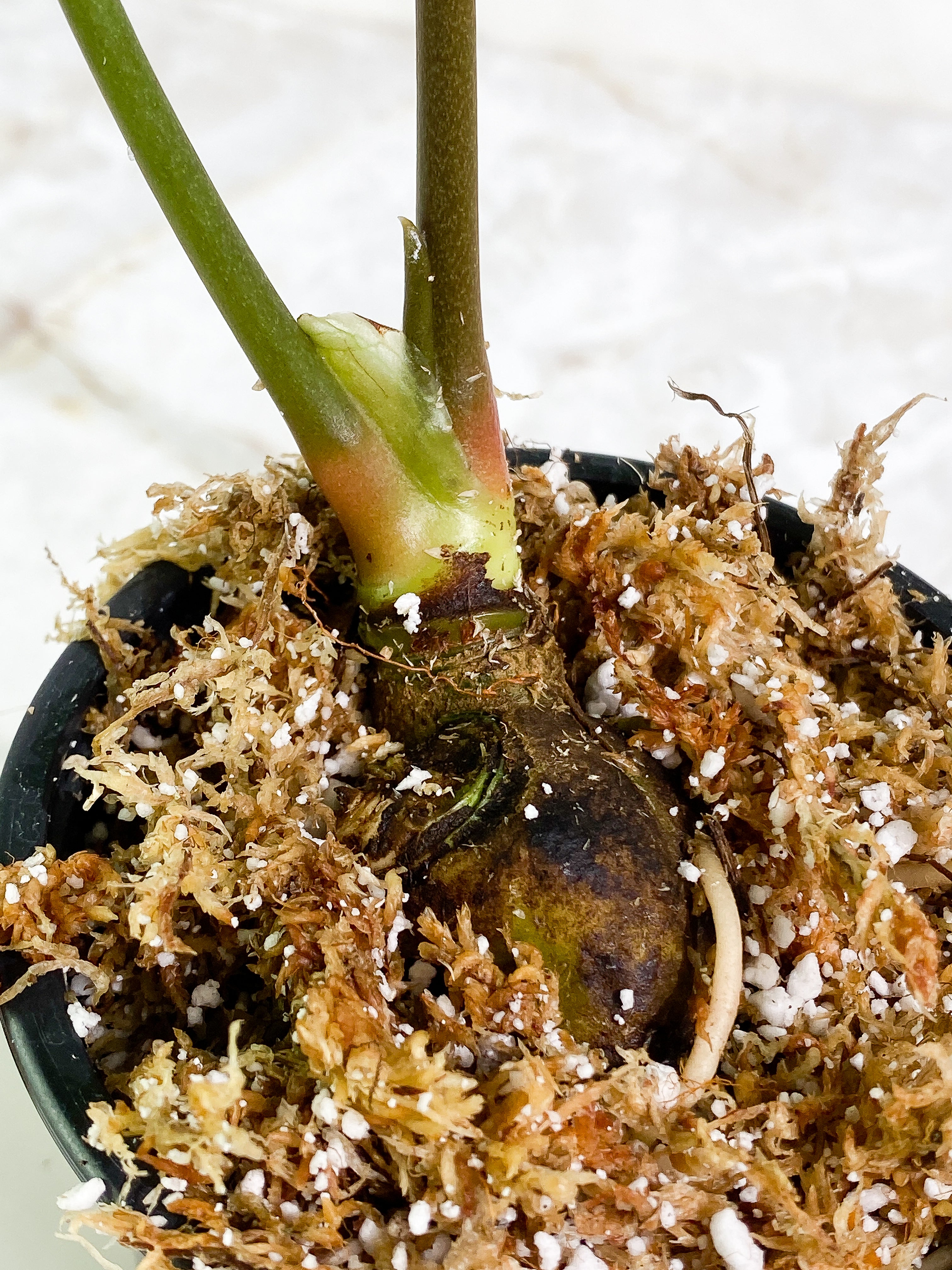 Anthurium regale dark and long form 2 leaves 1 sprout Rooted