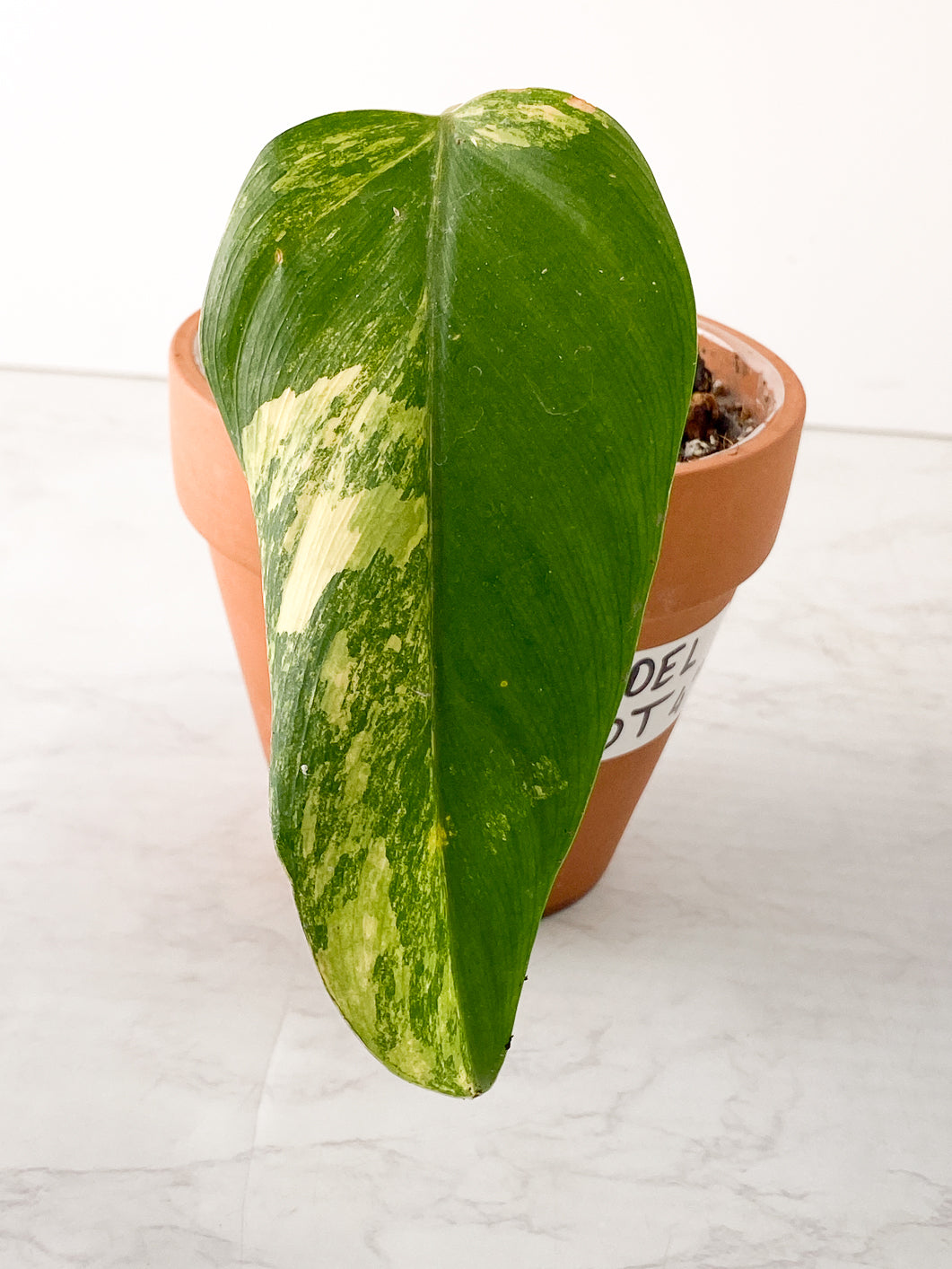 Philodendron Domesticum Variegated 1 leaf rooted in soil