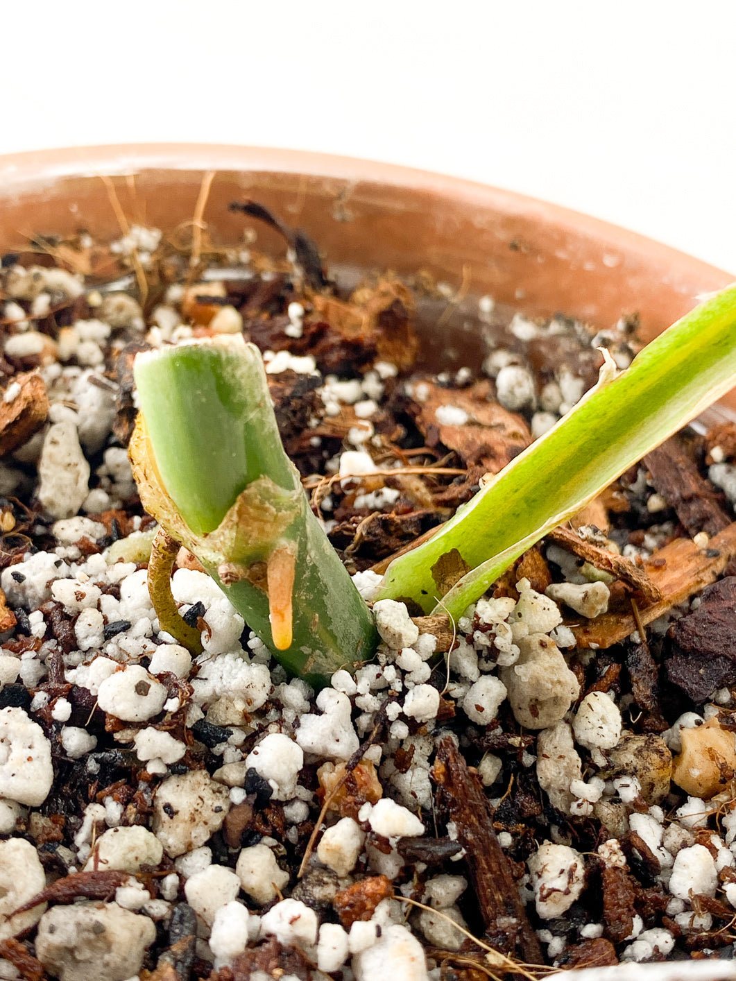 Philodendron Domesticum Variegated 1 leaf rooted in soil