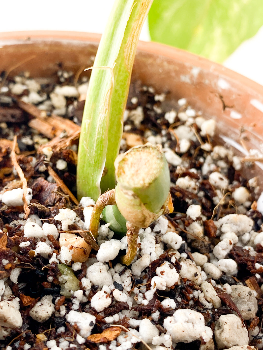 Philodendron Domesticum Variegated 1 leaf rooted in soil