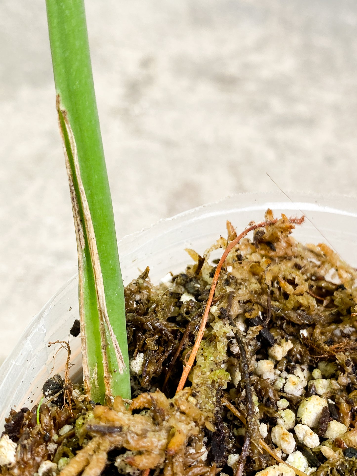 Rhaphidophora Sp "Flame" 1 leaf rooting