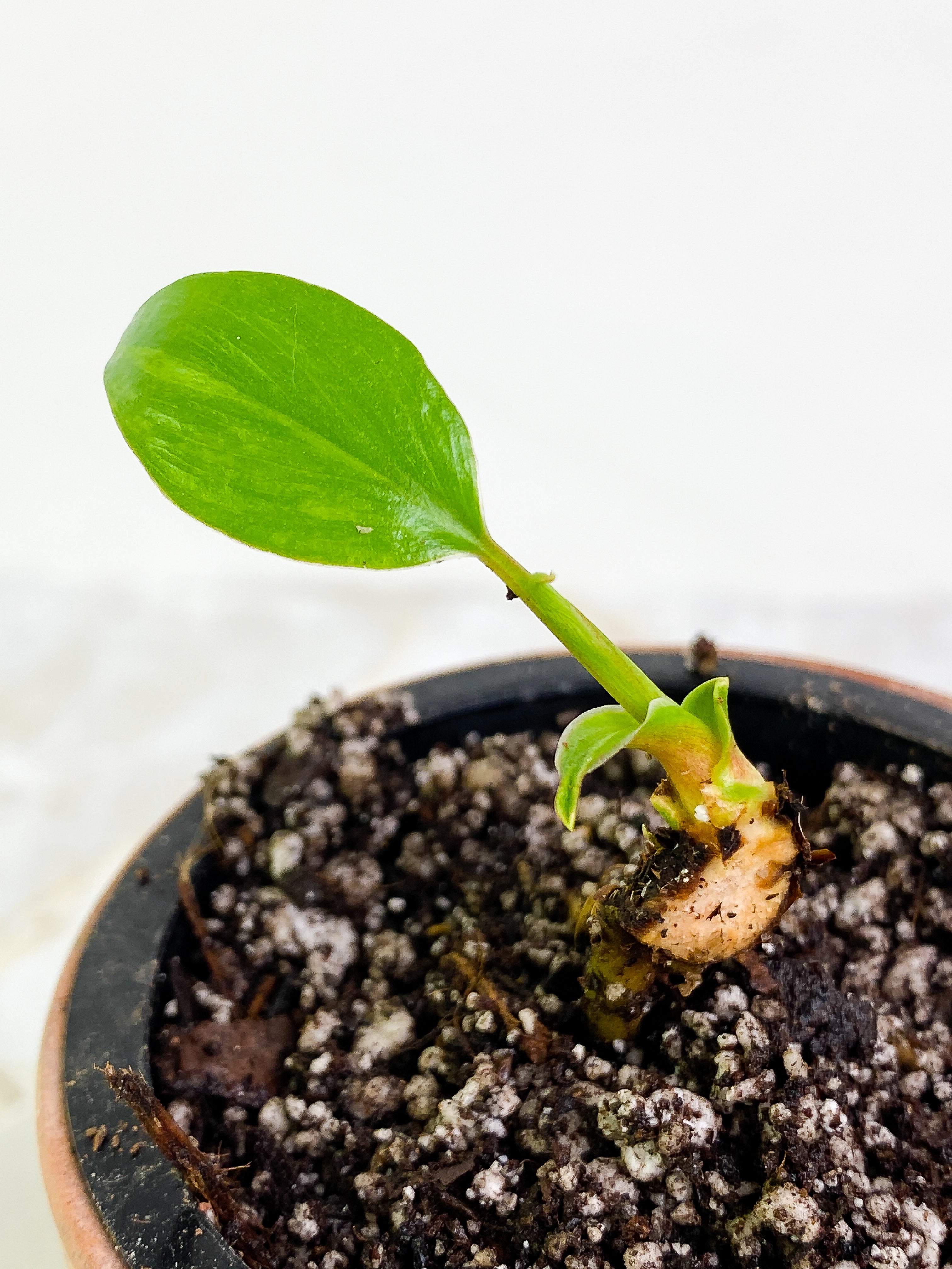 Homalomena Rubescens Variegated Slightly Rooted 1 leaf 1 sprout