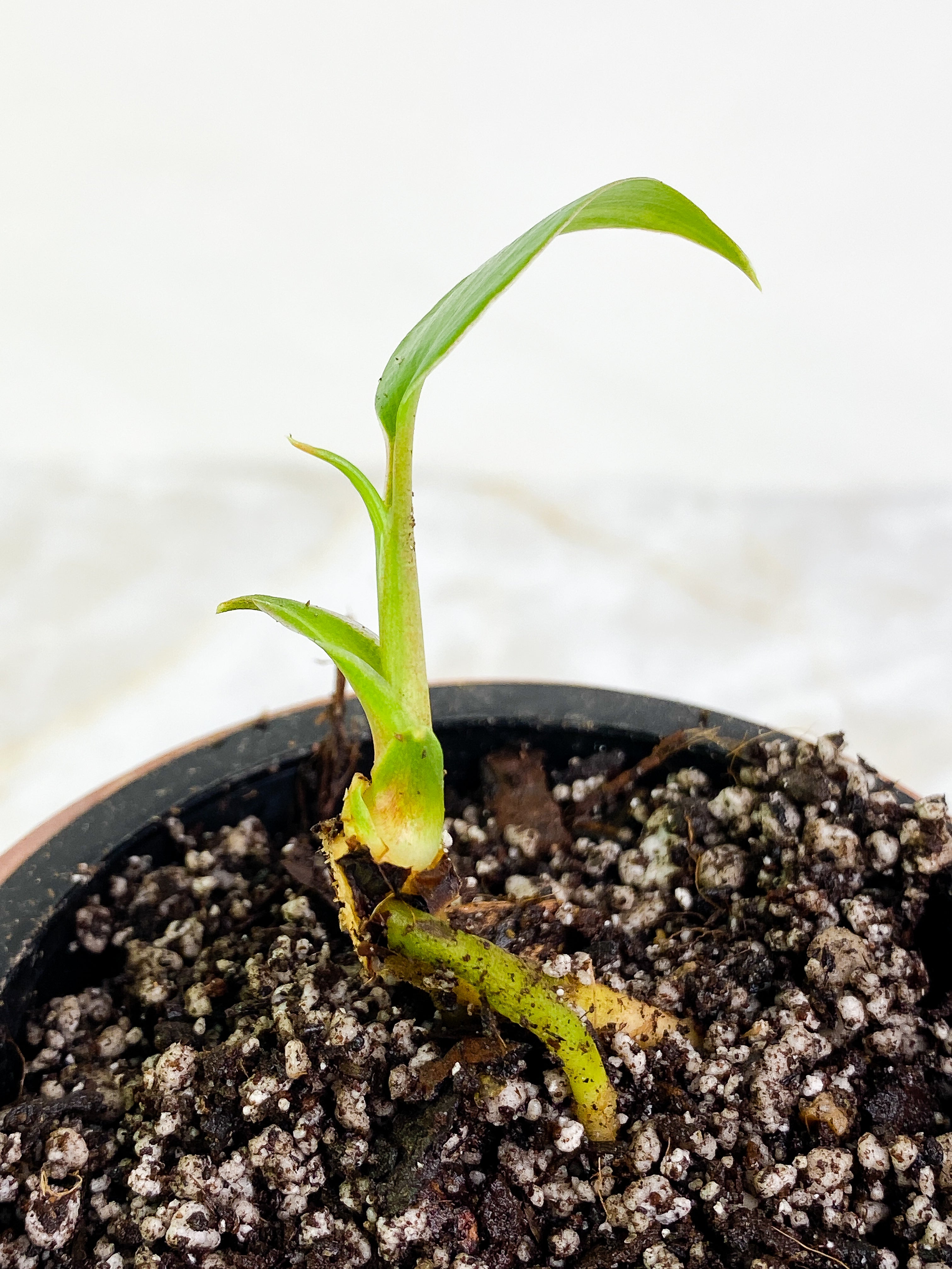 Homalomena Rubescens Variegated Slightly Rooted 1 leaf 1 sprout