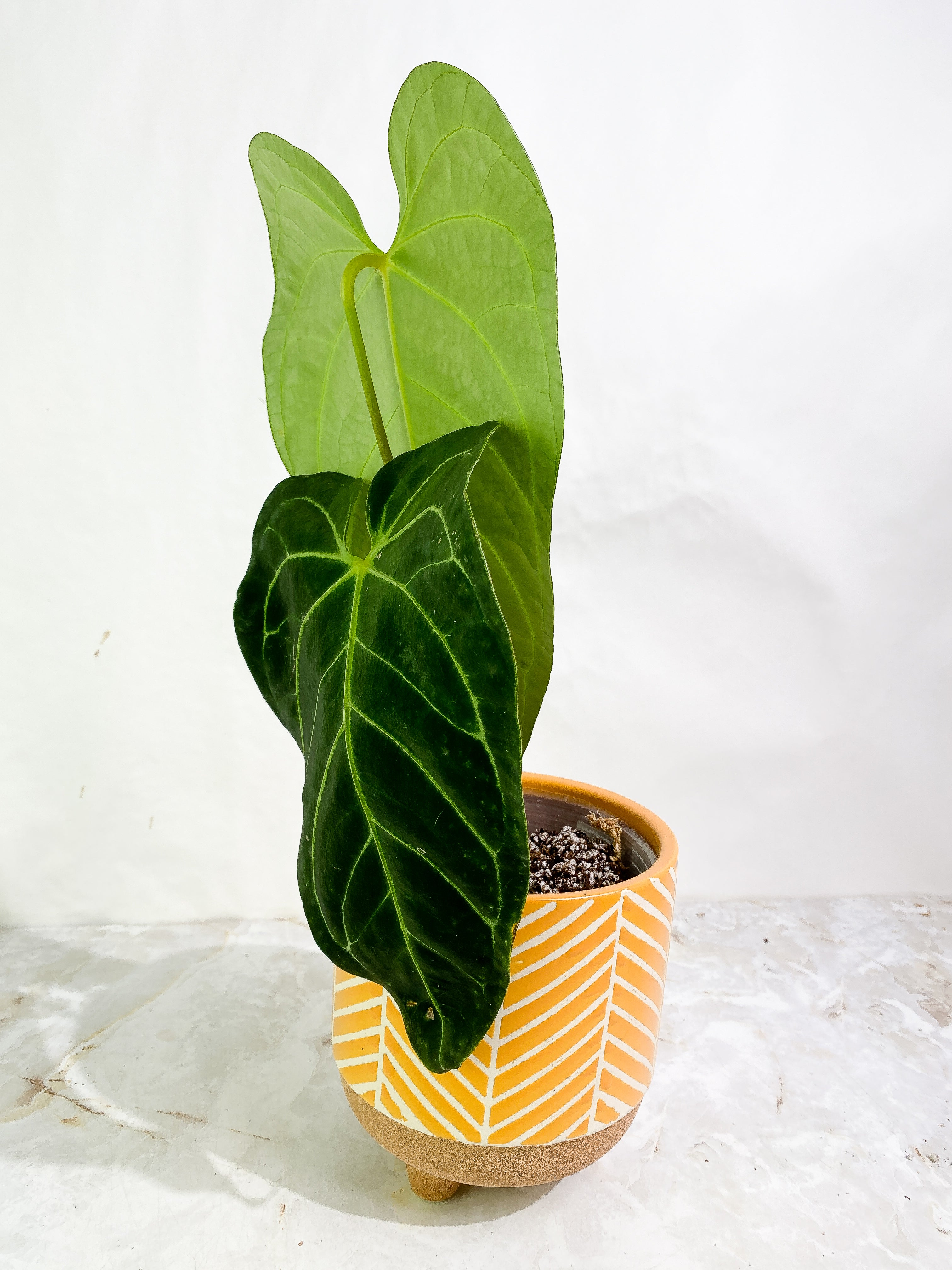 Anthurium regale 2 leaves Rooted