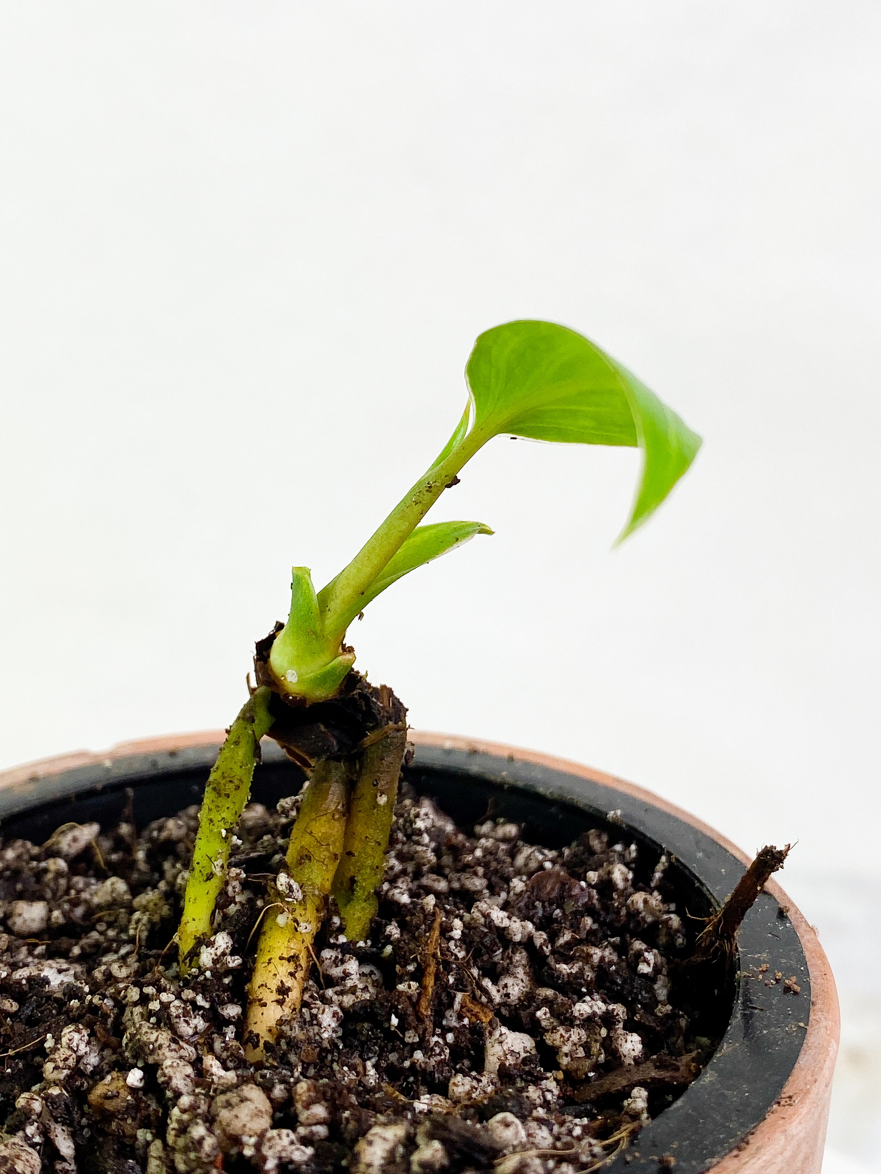 Homalomena Rubescens Variegated Slightly Rooted 1 leaf 1 sprout