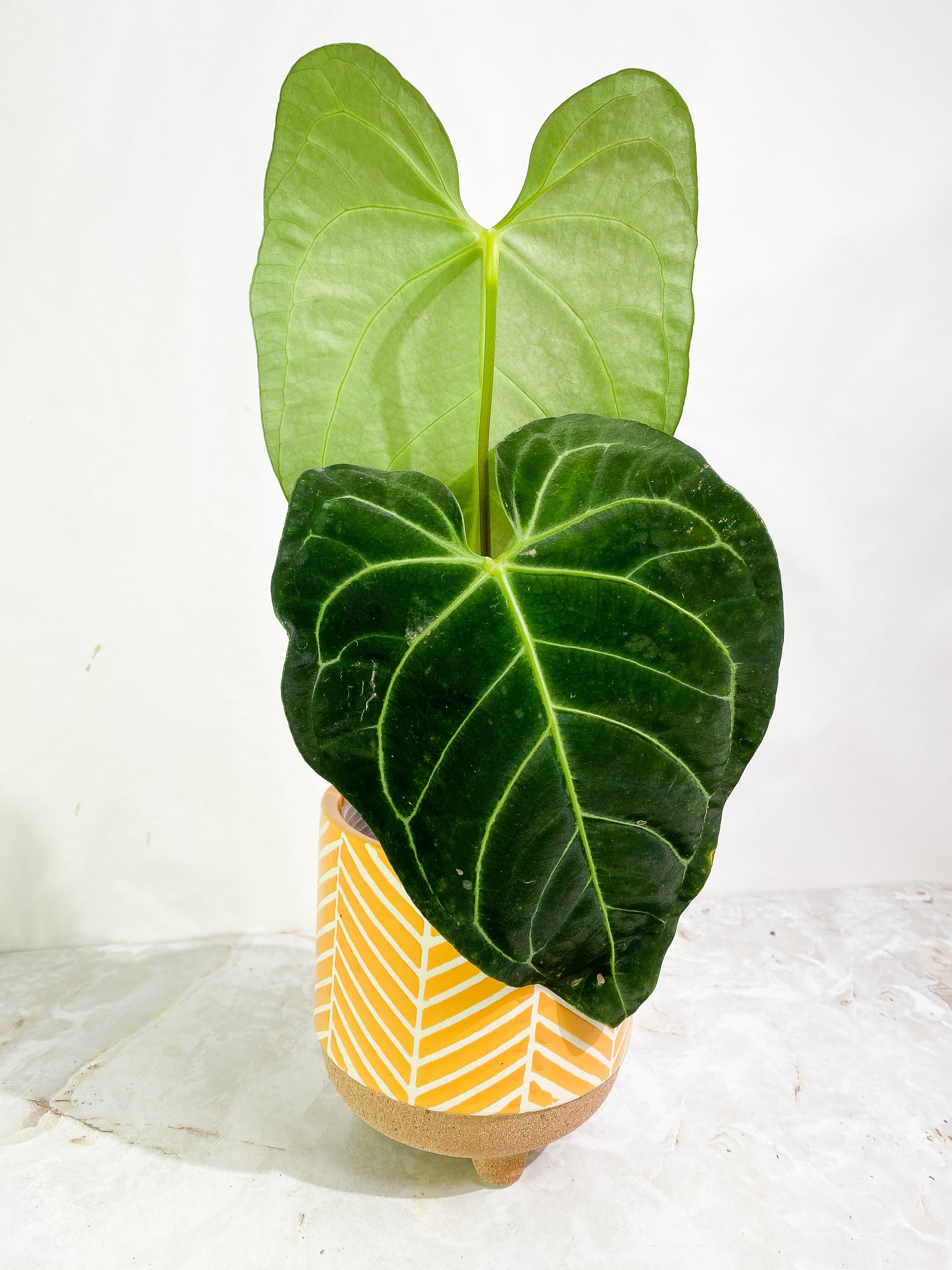 Anthurium regale 2 leaves Rooted