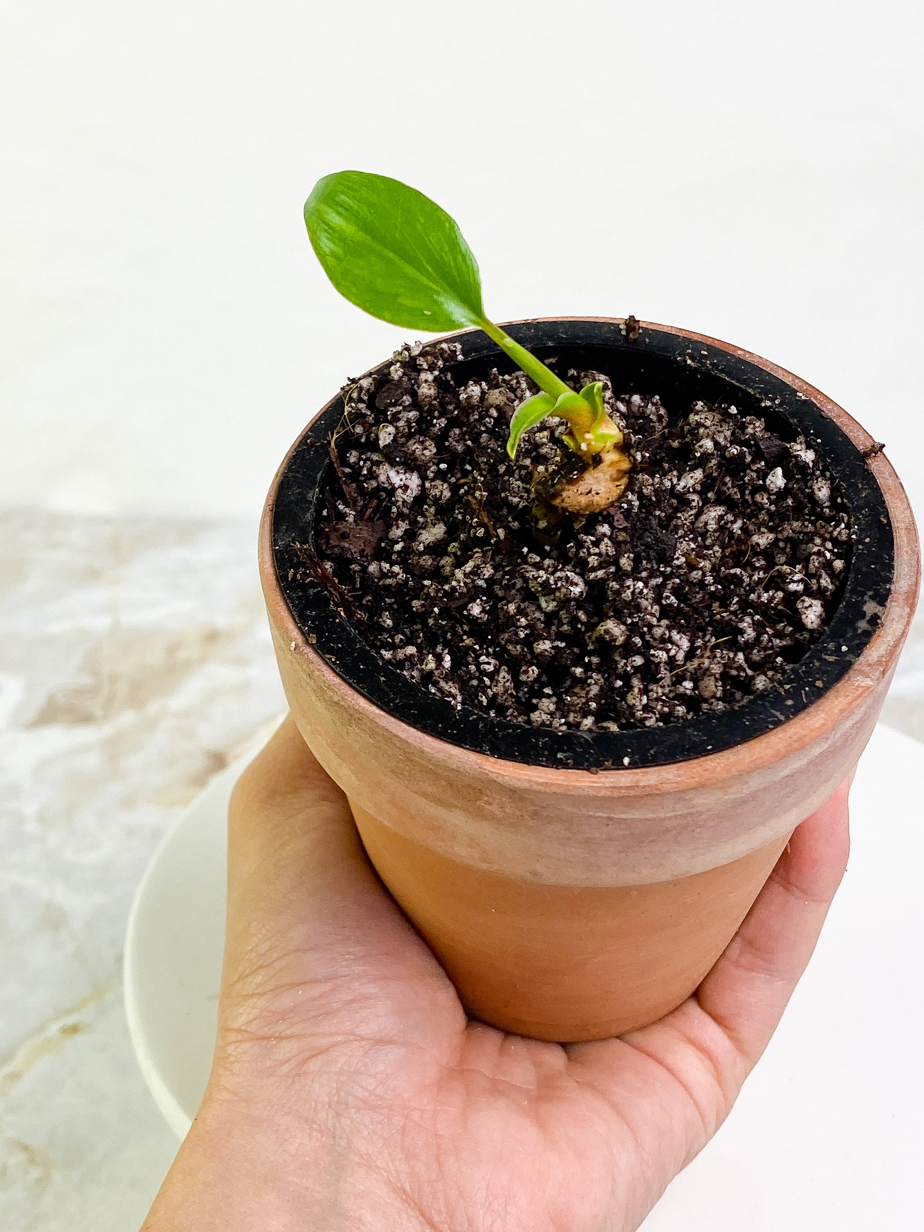 Homalomena Rubescens Variegated Slightly Rooted 1 leaf 1 sprout