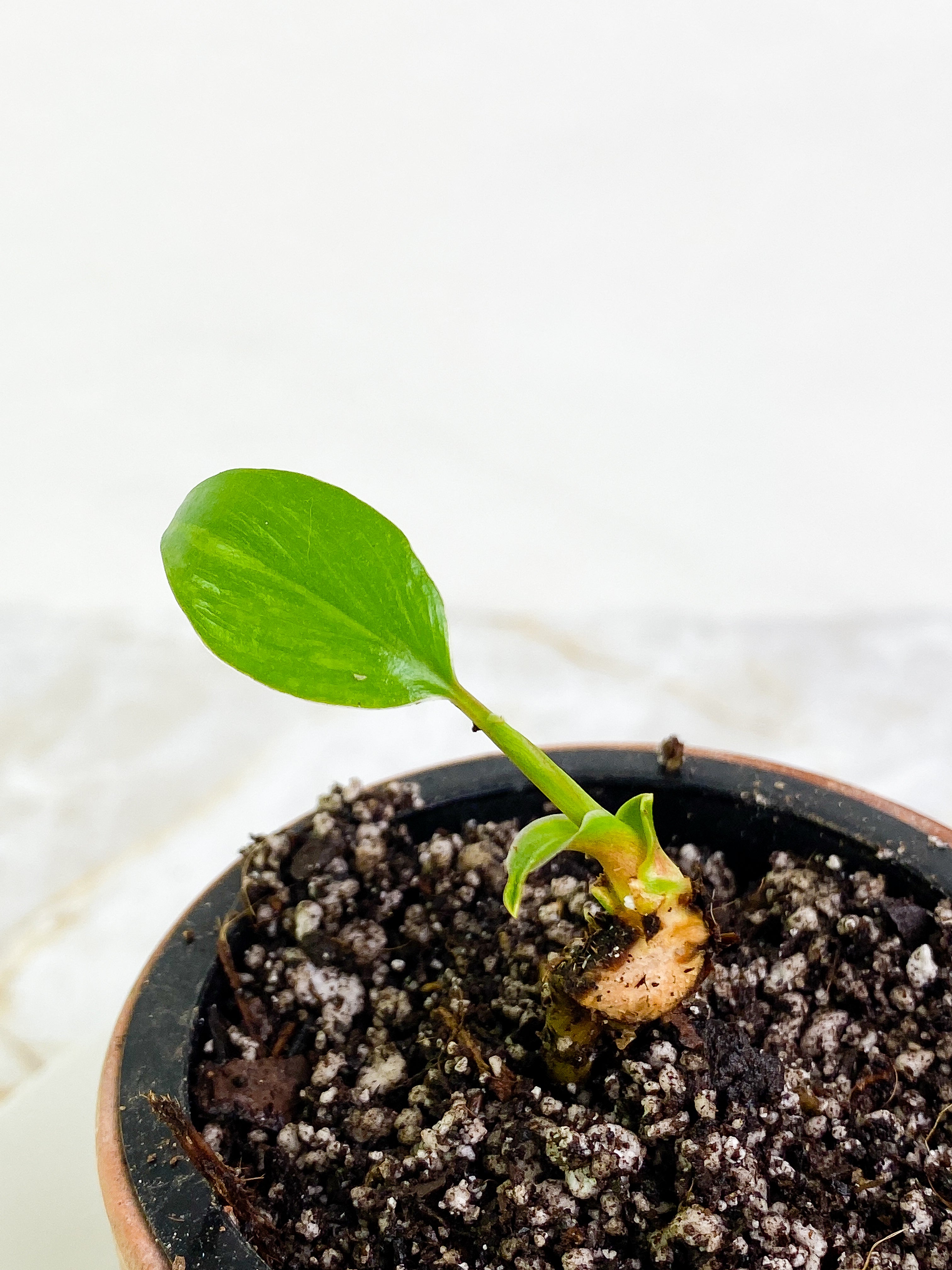 Homalomena Rubescens Variegated Slightly Rooted 1 leaf 1 sprout