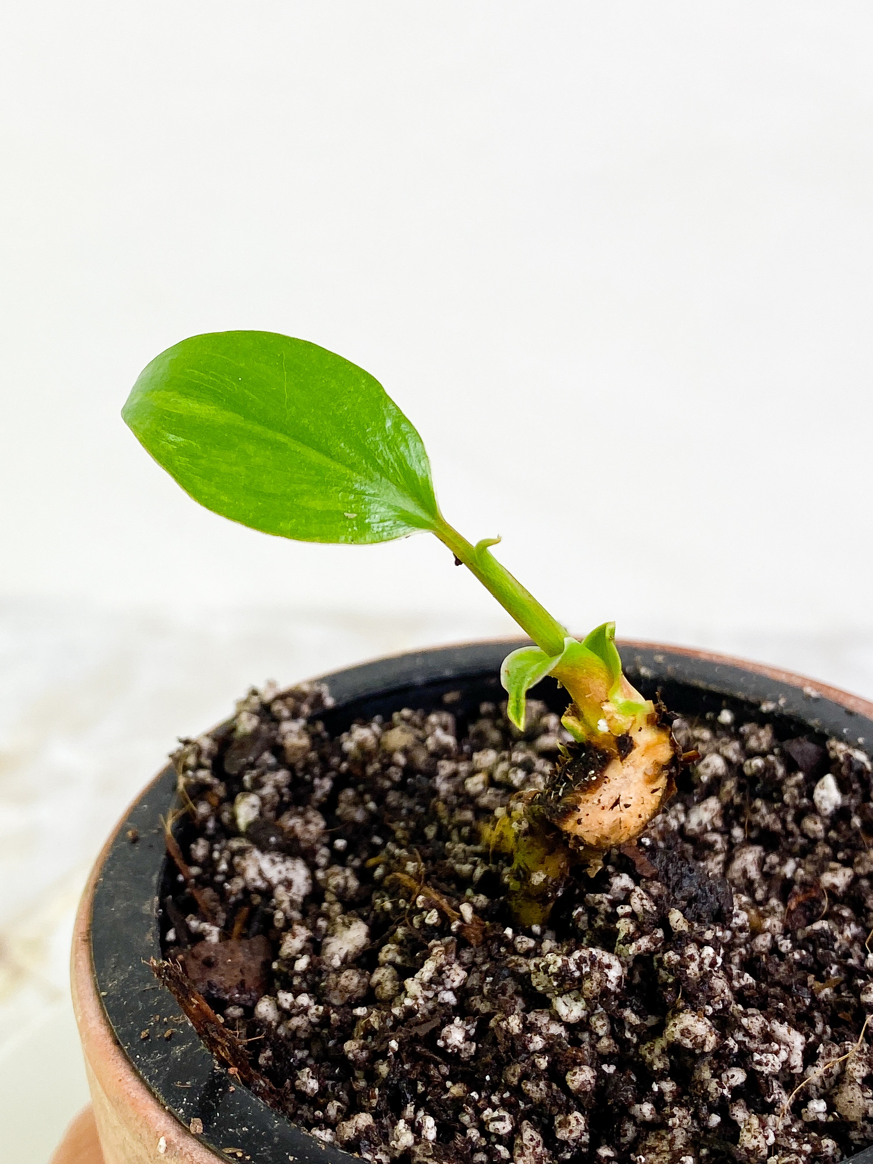 Homalomena Rubescens Variegated Slightly Rooted 1 leaf 1 sprout