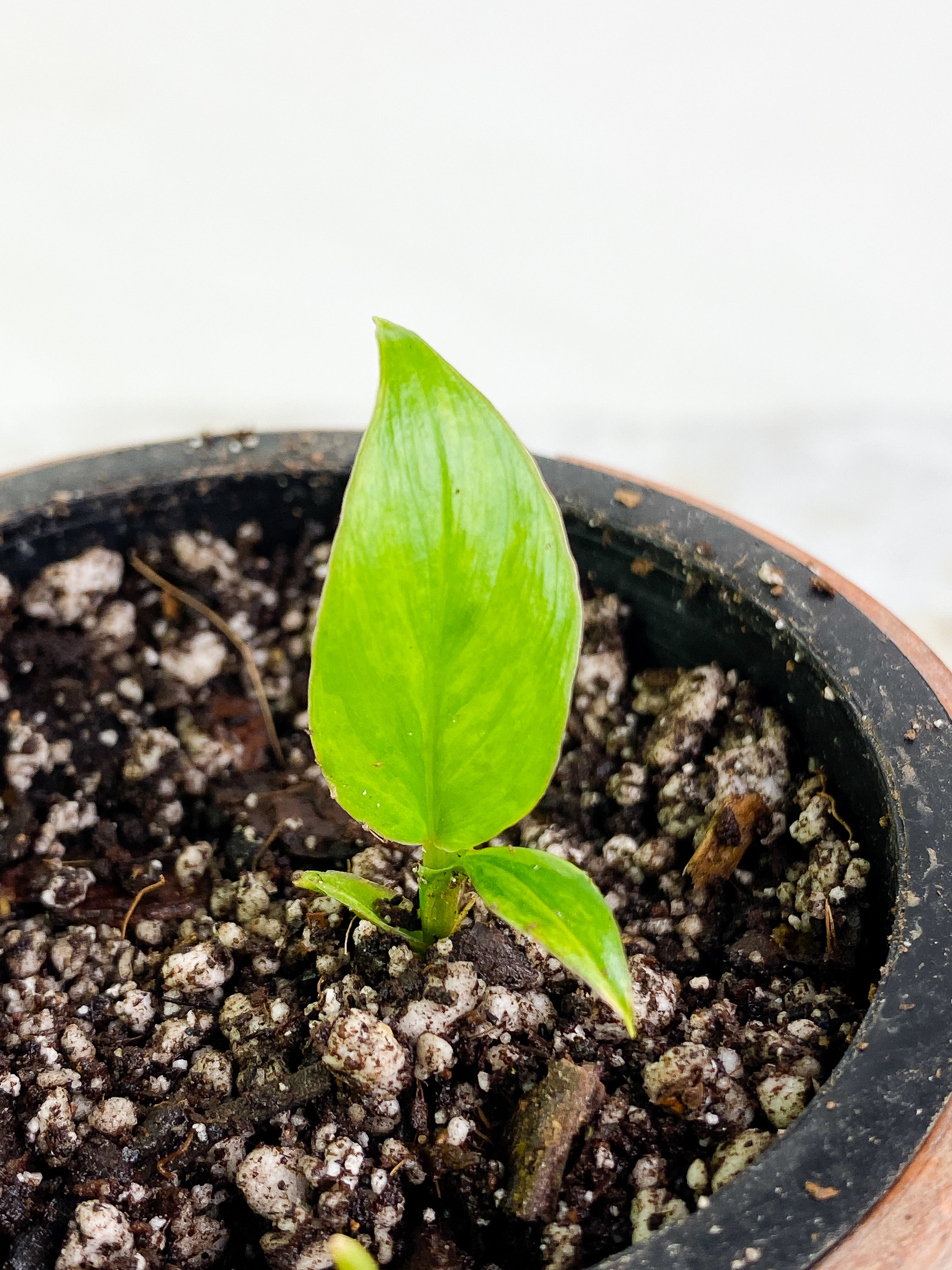 Homalomena Rubescens Variegated Rooted 2 leaves