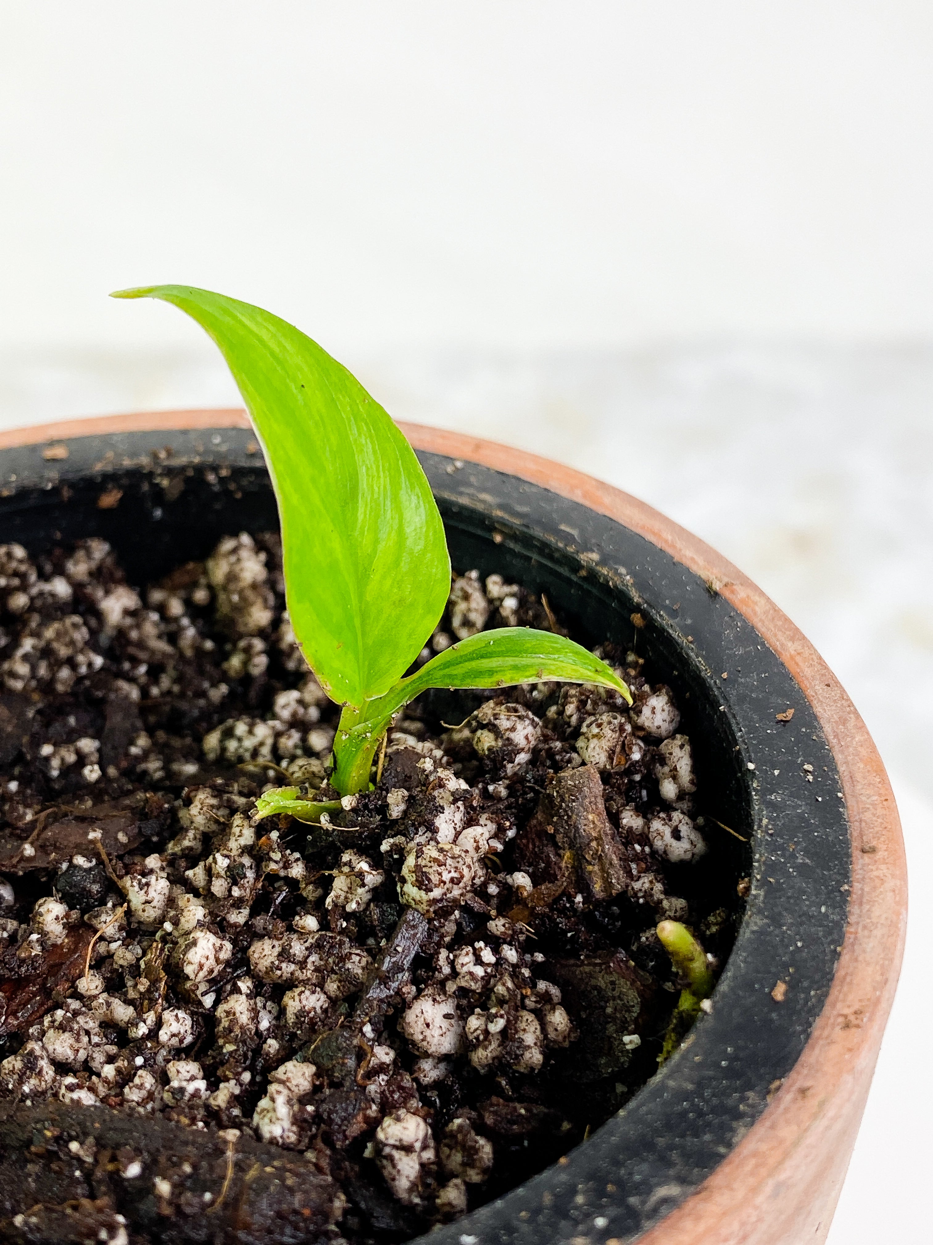 Homalomena Rubescens Variegated Rooted 2 leaves