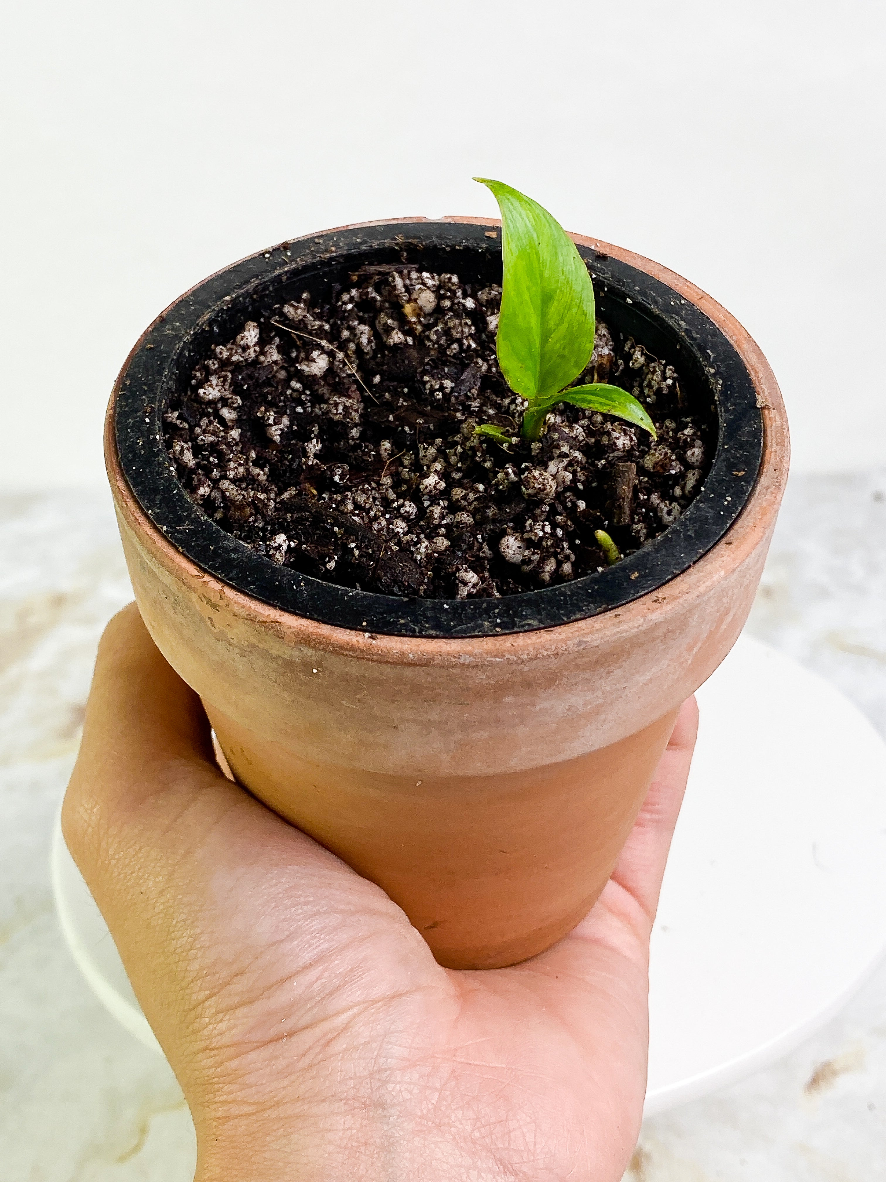 Homalomena Rubescens Variegated Rooted 2 leaves