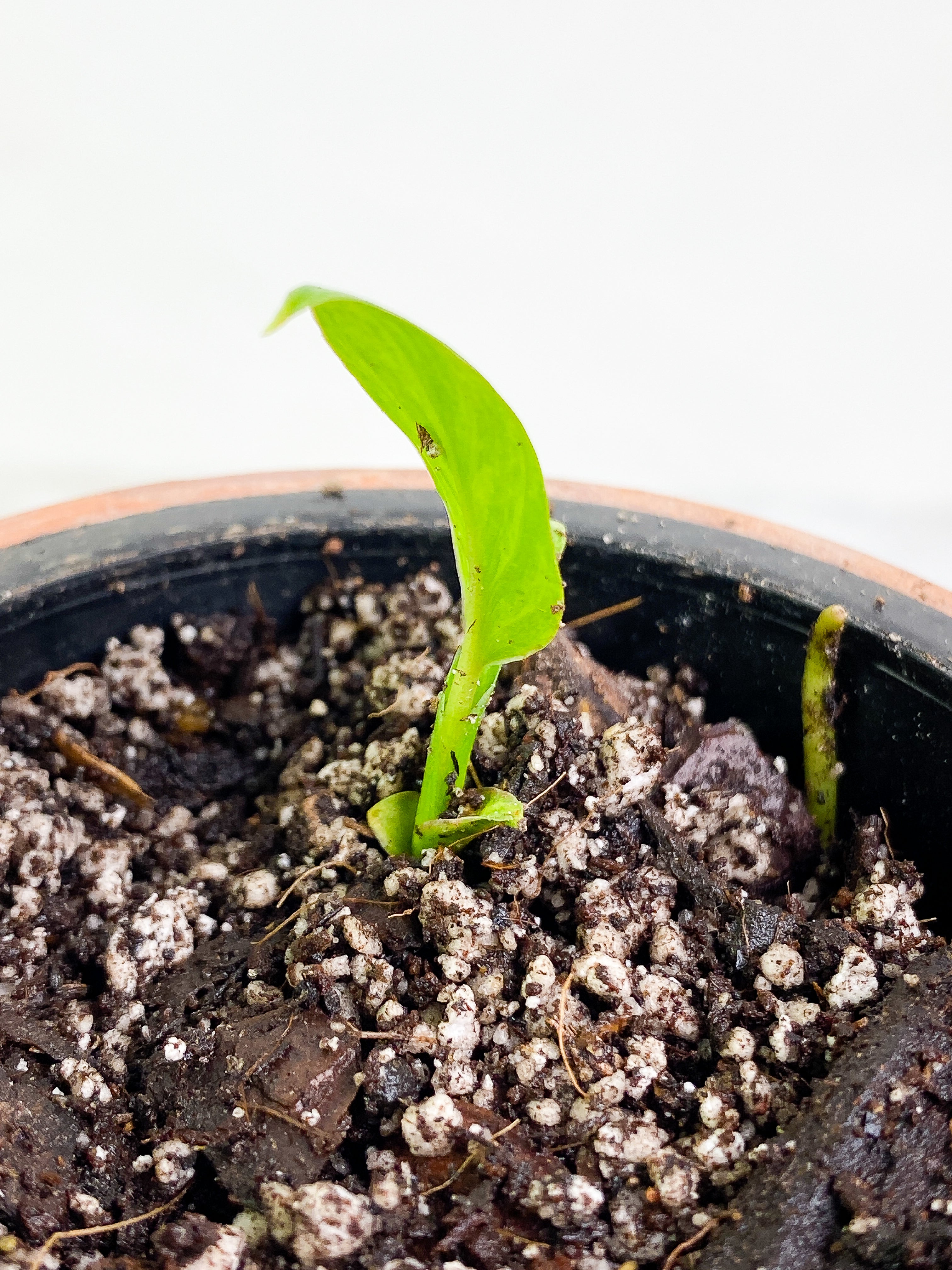 Homalomena Rubescens Variegated Rooted 2 leaves