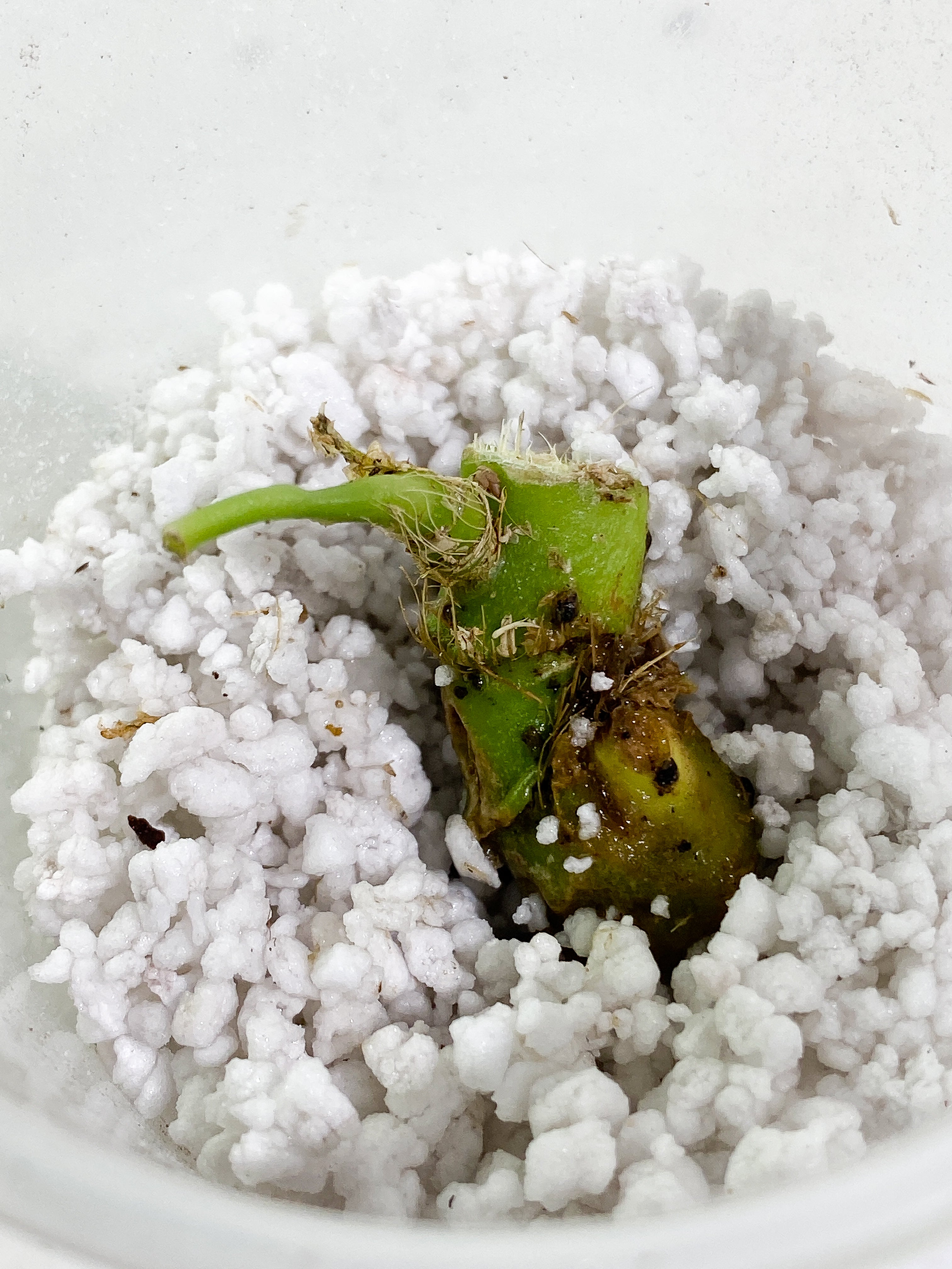 Anthurium pallidiflorum 1 sprout unrooted node