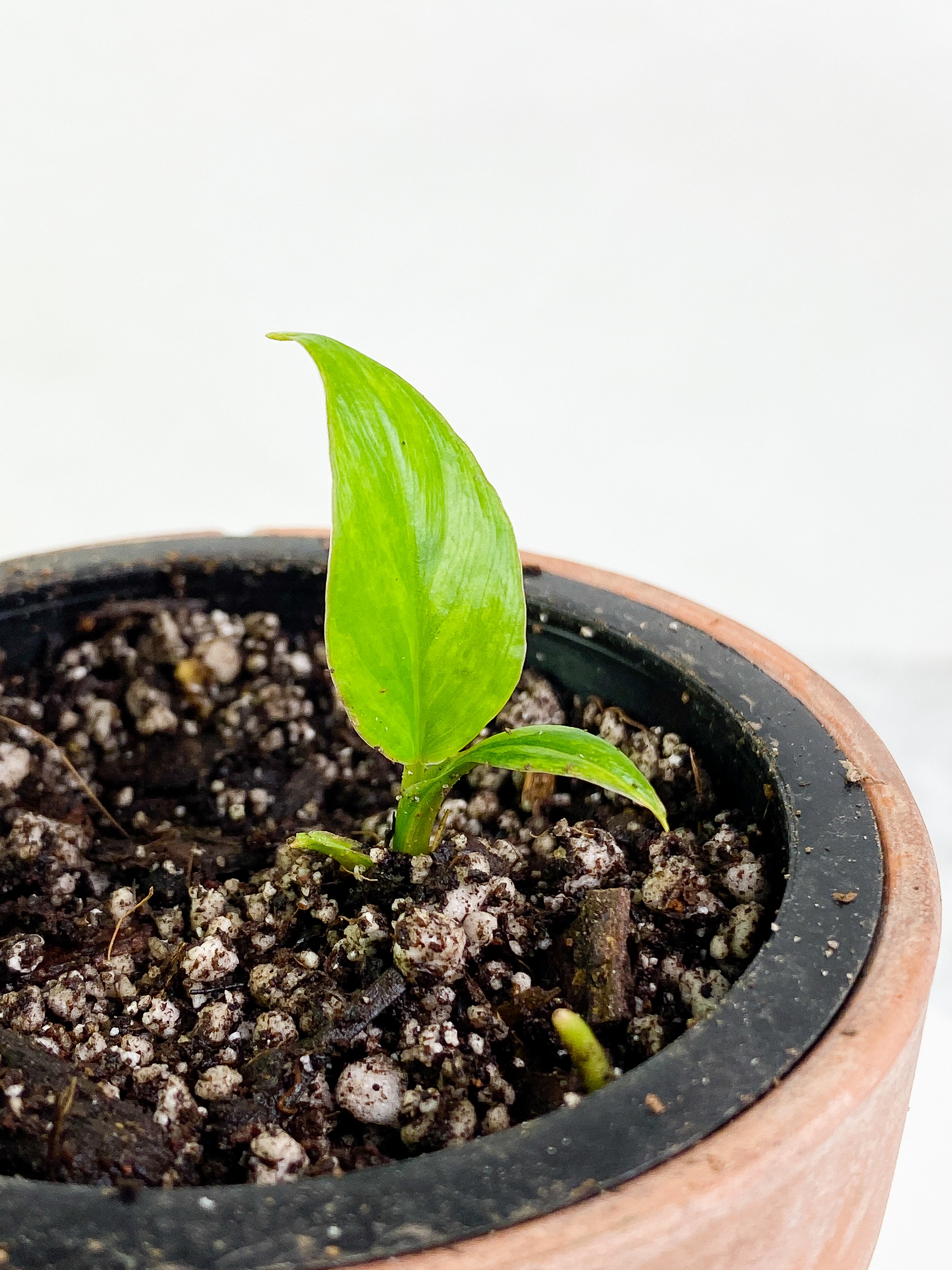 Homalomena Rubescens Variegated Rooted 2 leaves