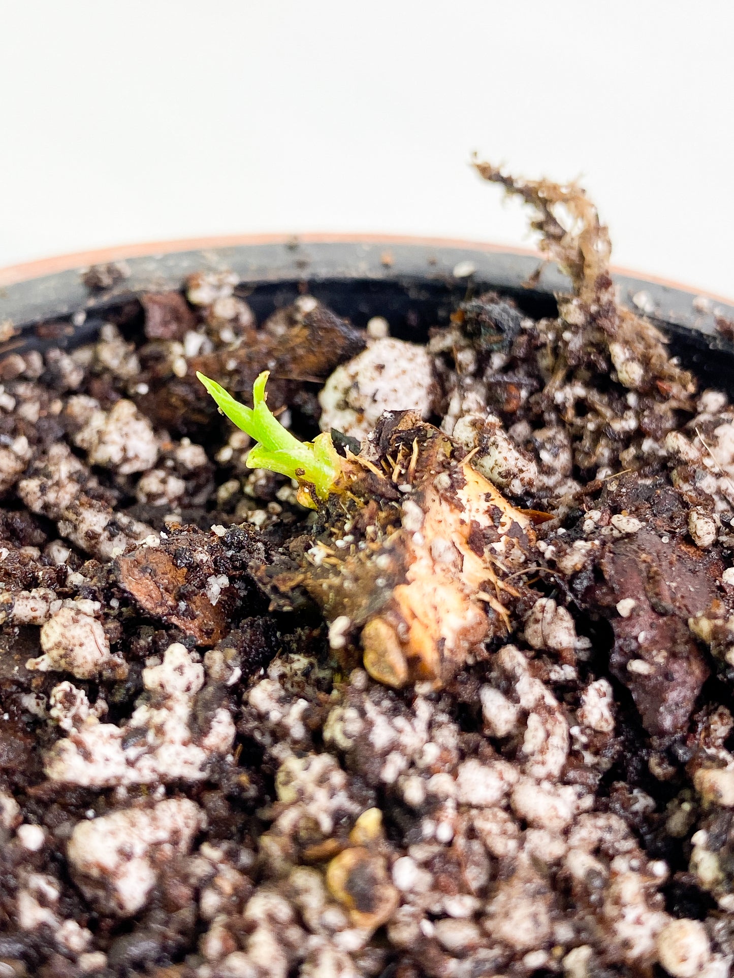 Homalomena Rubescens Variegated Rooted 1 sprout