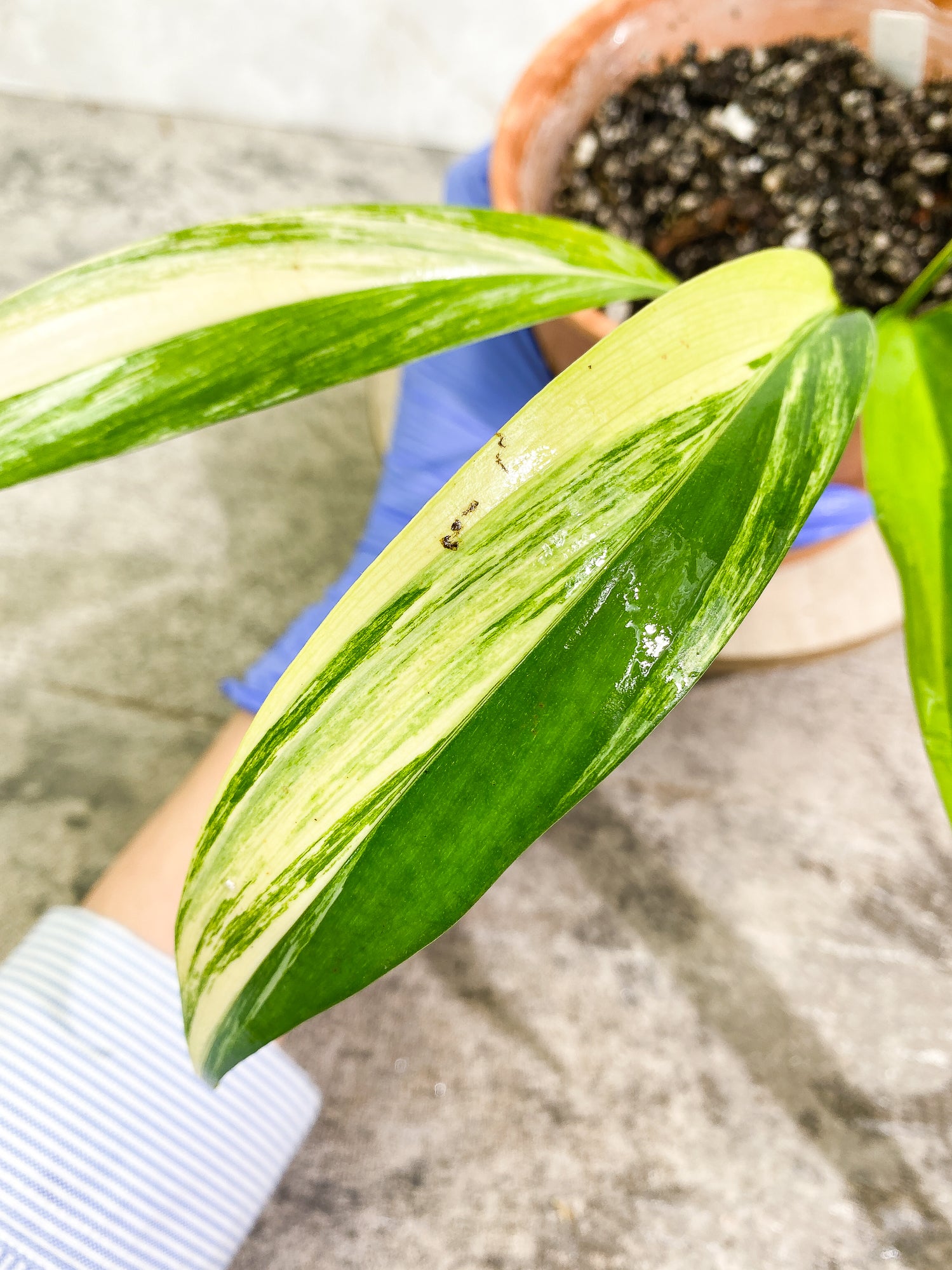 Epipremnum Amplissimum Variegated 5 leaves slightly rooted