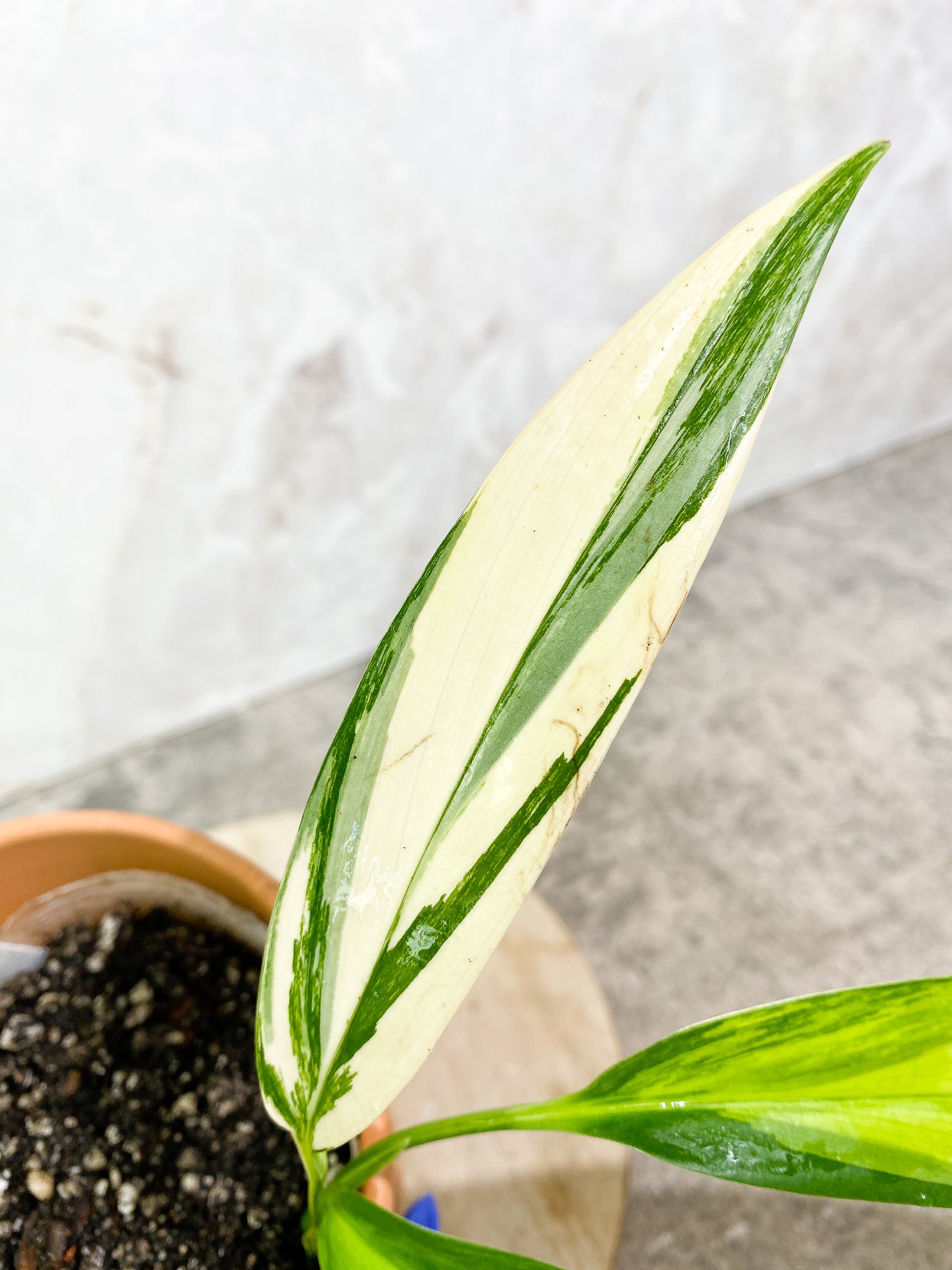 Epipremnum Amplissimum Variegated 5 leaves slightly rooted