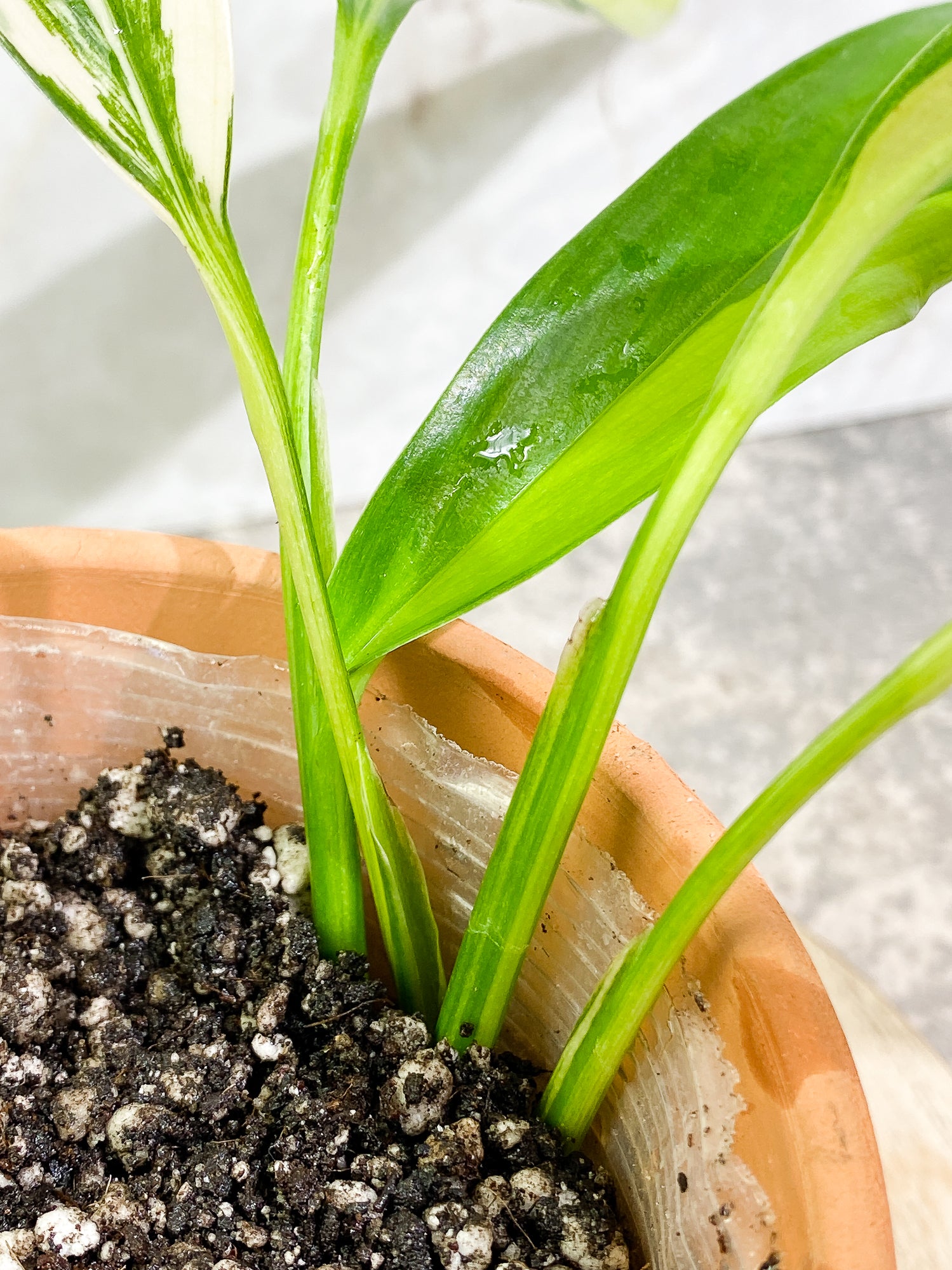 Epipremnum Amplissimum Variegated 5 leaves slightly rooted