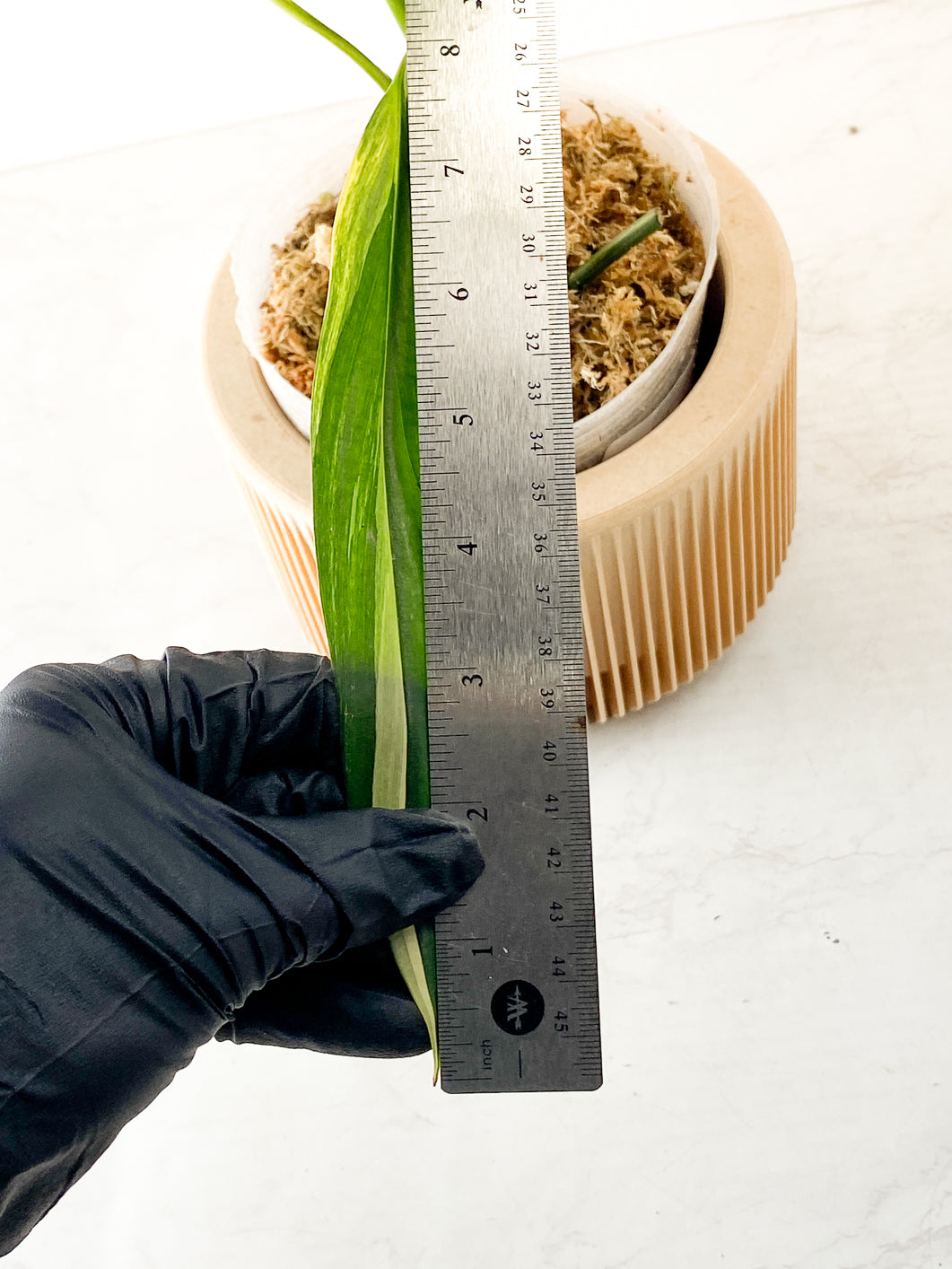 Epipremnum Amplissimum Variegated 4 leaves 1 sprout rooted in moss