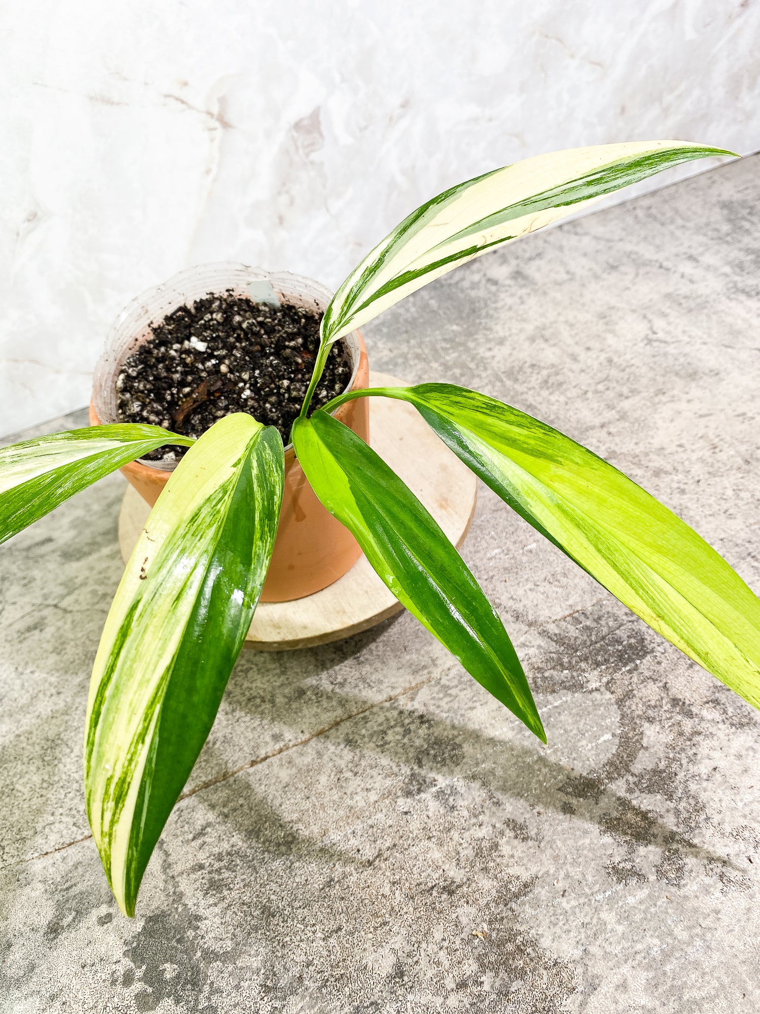 Epipremnum Amplissimum Variegated 5 leaves slightly rooted