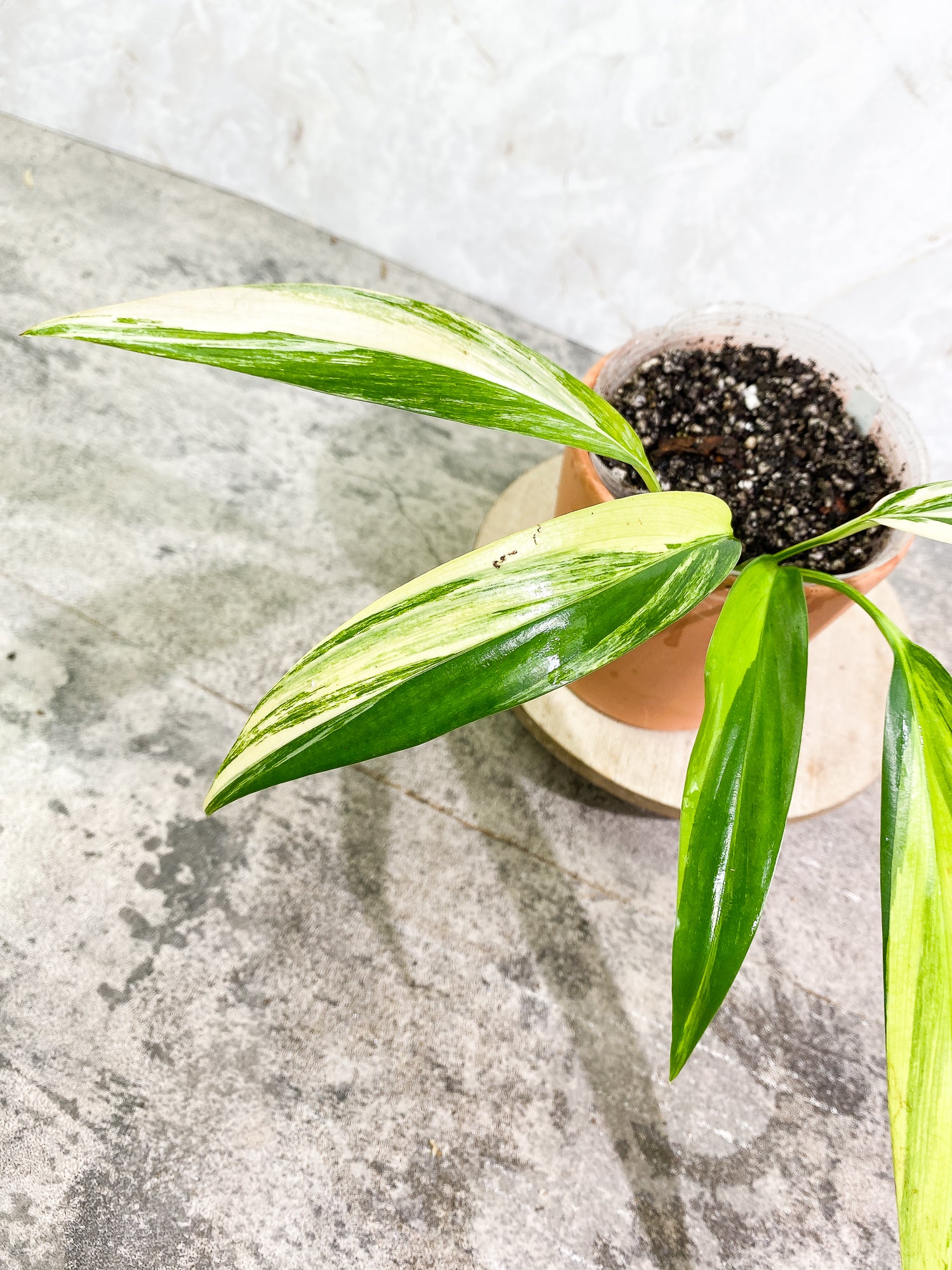 Epipremnum Amplissimum Variegated 5 leaves slightly rooted