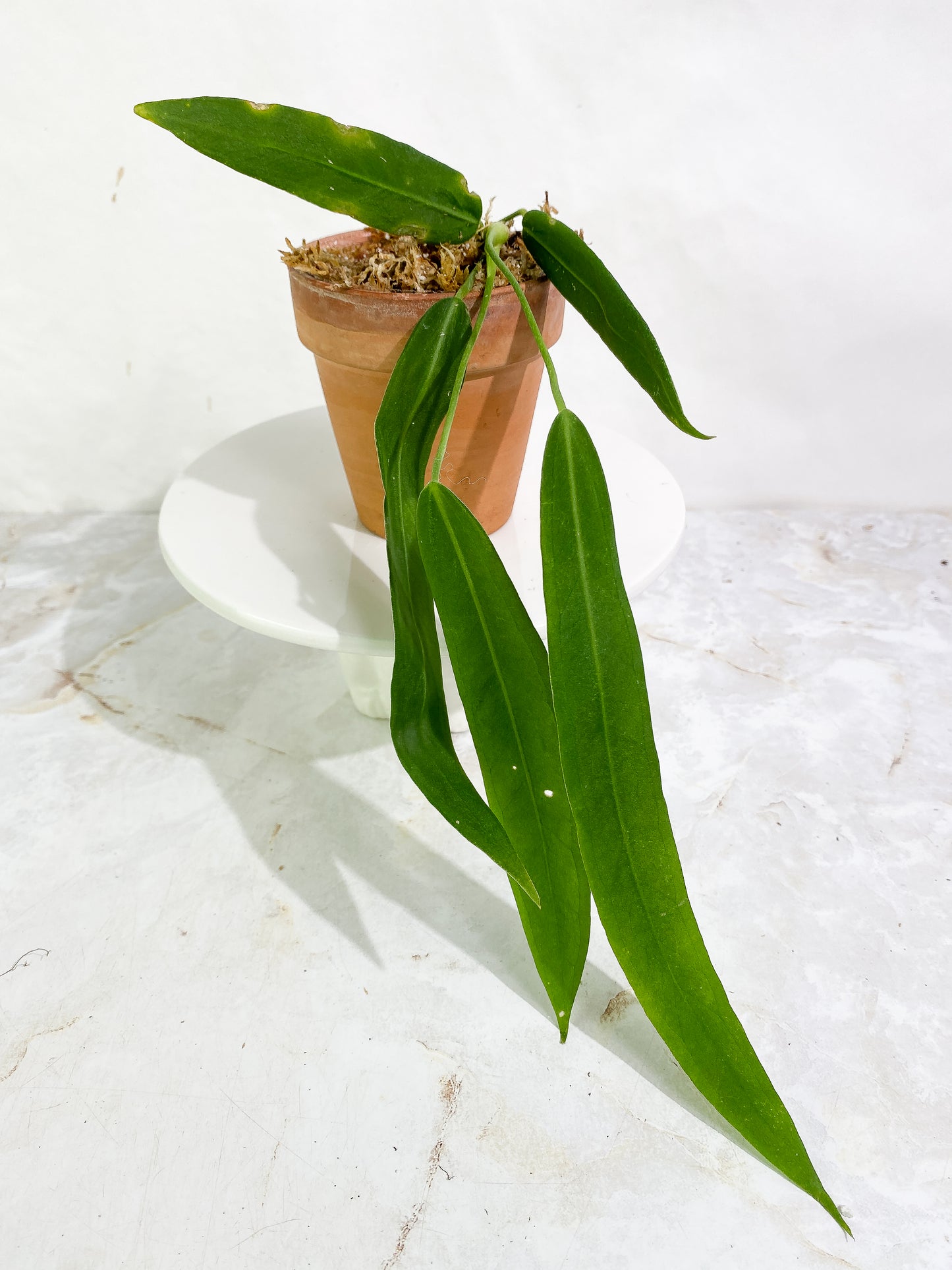 Anthurium pallidiflorum 5 leaves Slightly Rooted